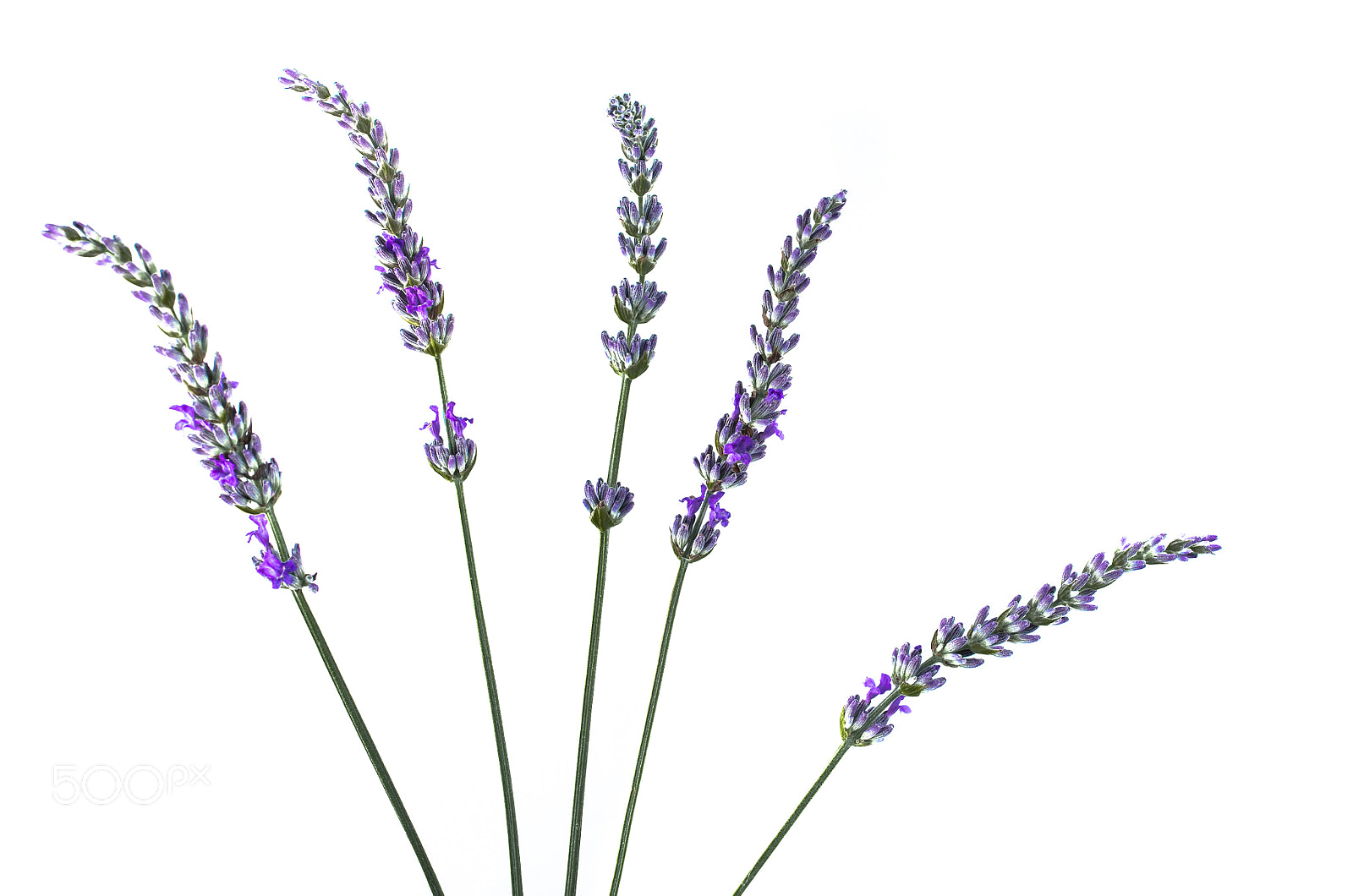 Pentax K-5 IIs sample photo. Lavender on white photography