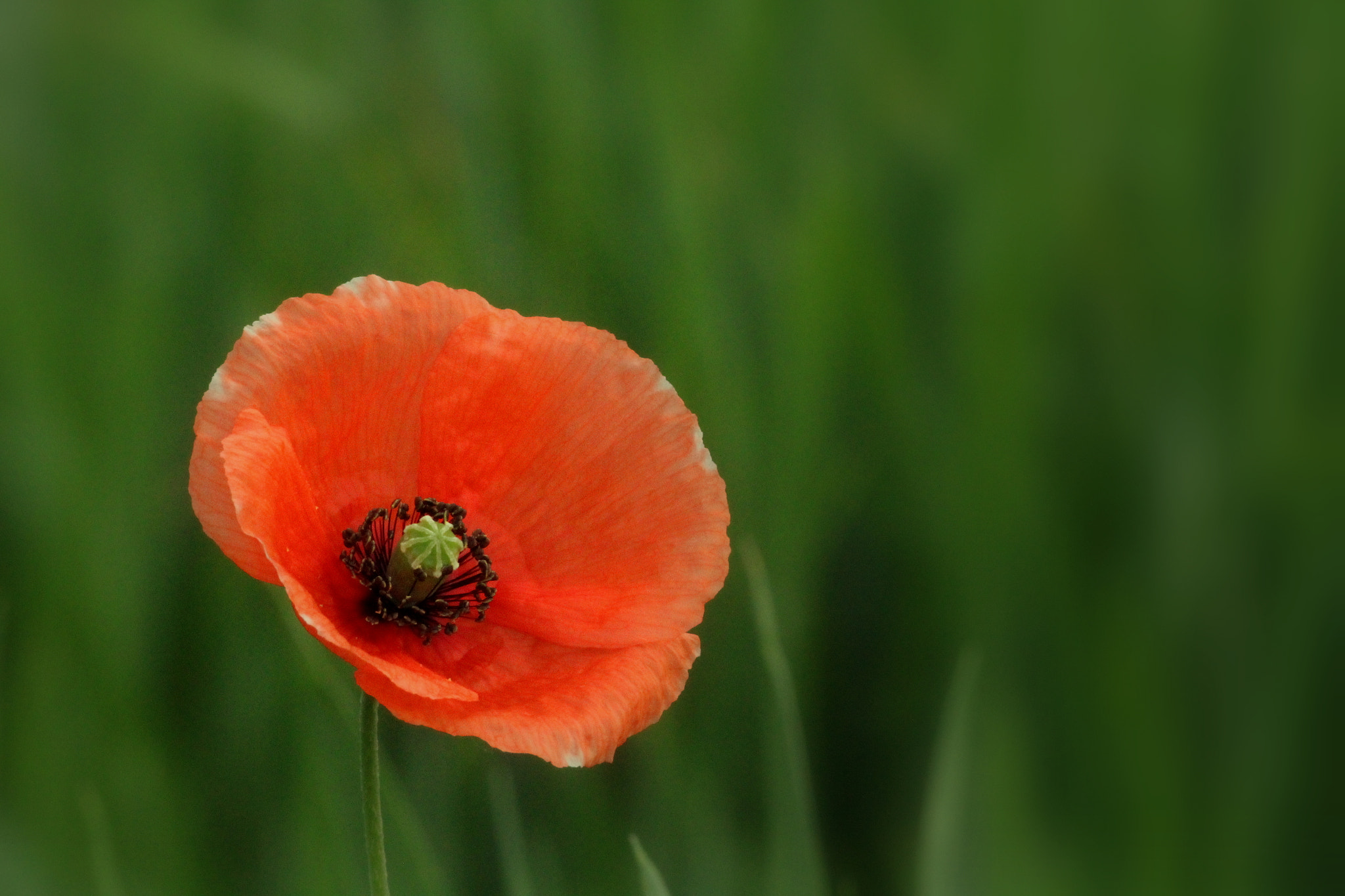 Sigma 70-300mm F4-5.6 APO DG Macro sample photo. Red poppy photography