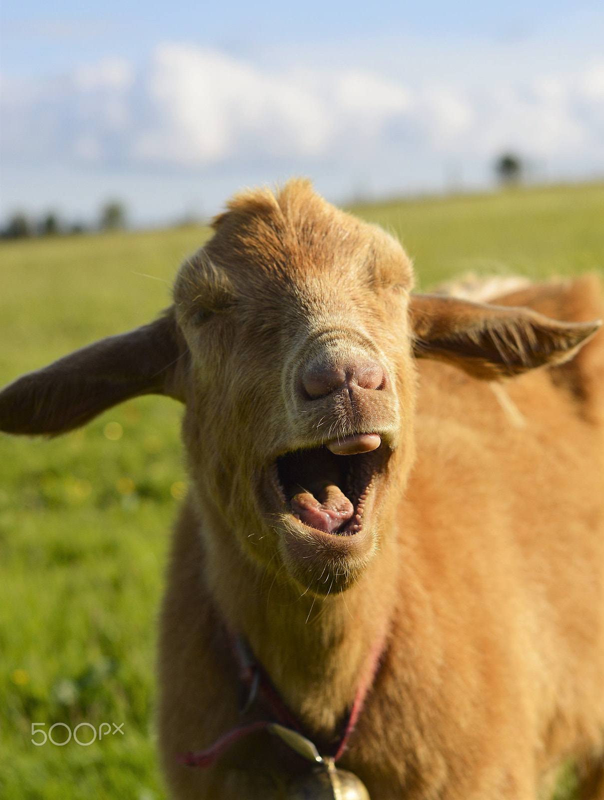 Nikon D3200 + Sigma 50mm F1.4 EX DG HSM sample photo. Fred the goat. photography