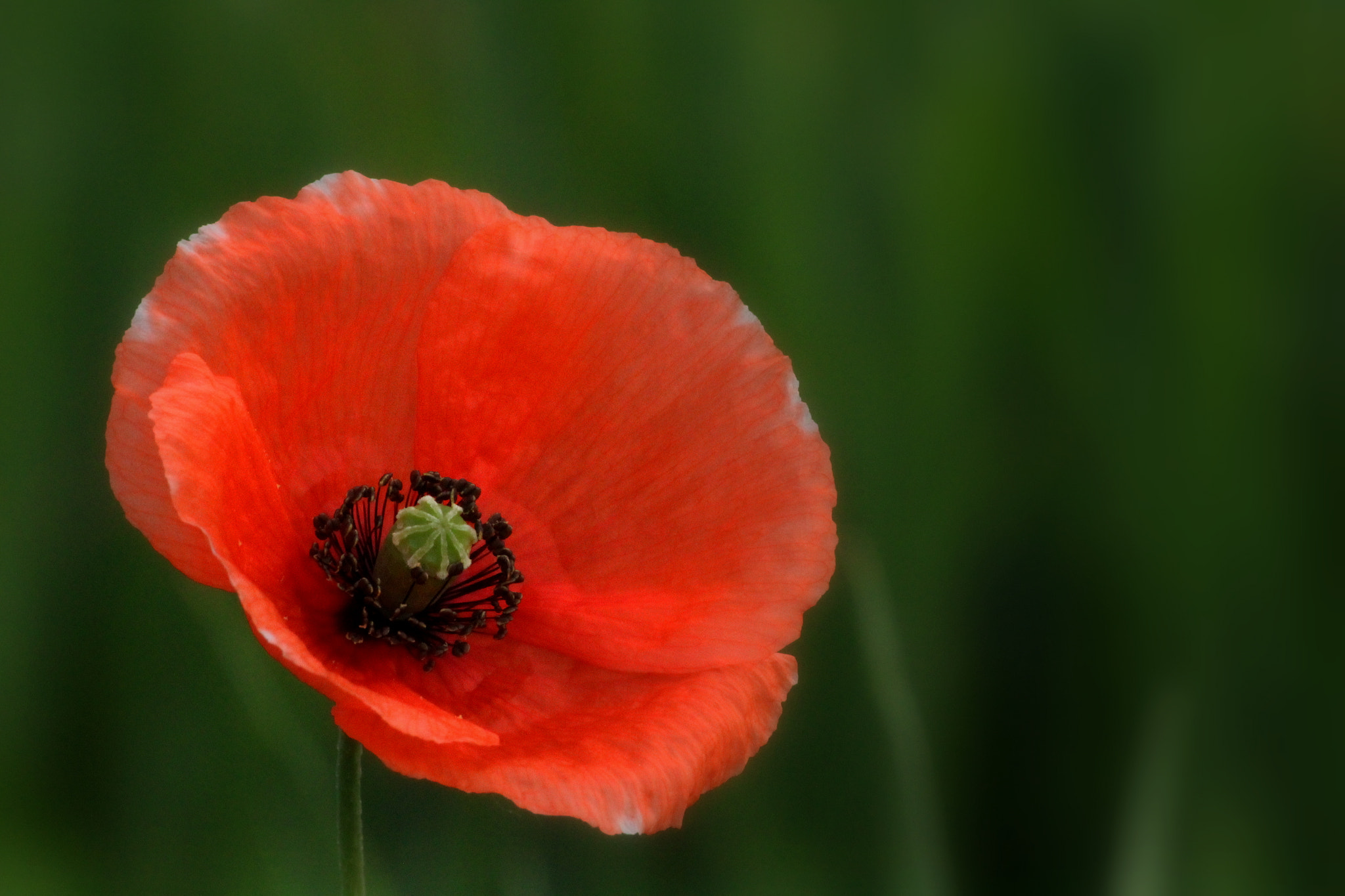 Sigma 70-300mm F4-5.6 APO DG Macro sample photo. Red poppy () photography