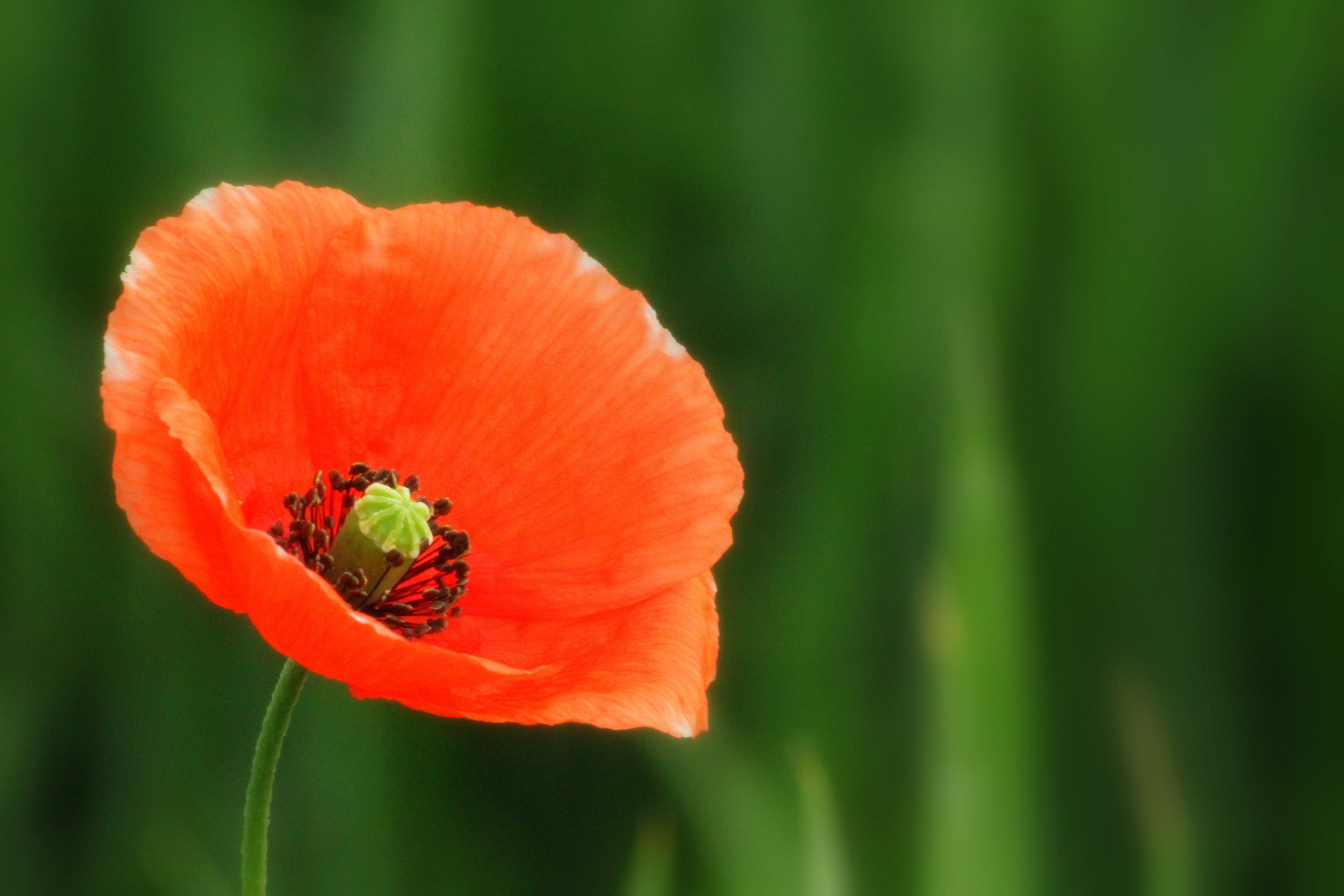 Sigma 70-300mm F4-5.6 APO DG Macro sample photo. Red poppy () photography