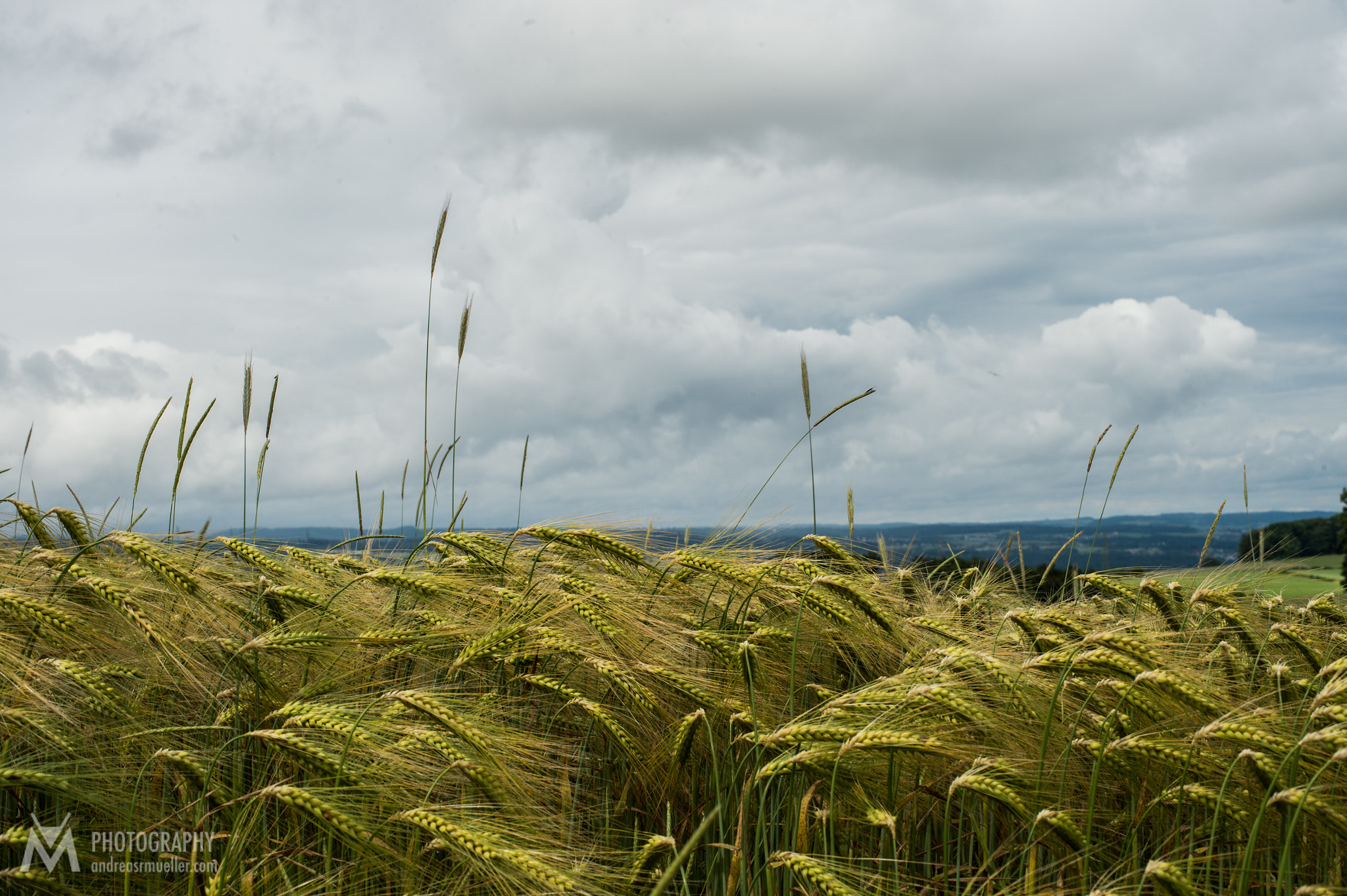 Nikon D4 + Nikon AF Nikkor 50mm F1.4D sample photo. Agricultural landscape photography