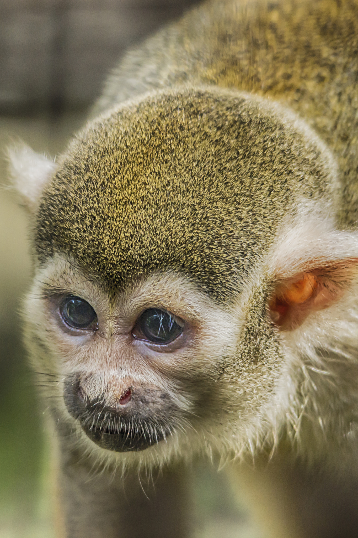 Sigma 50-500mm F4.5-6.3 DG OS HSM sample photo. Squirrel monkey photography