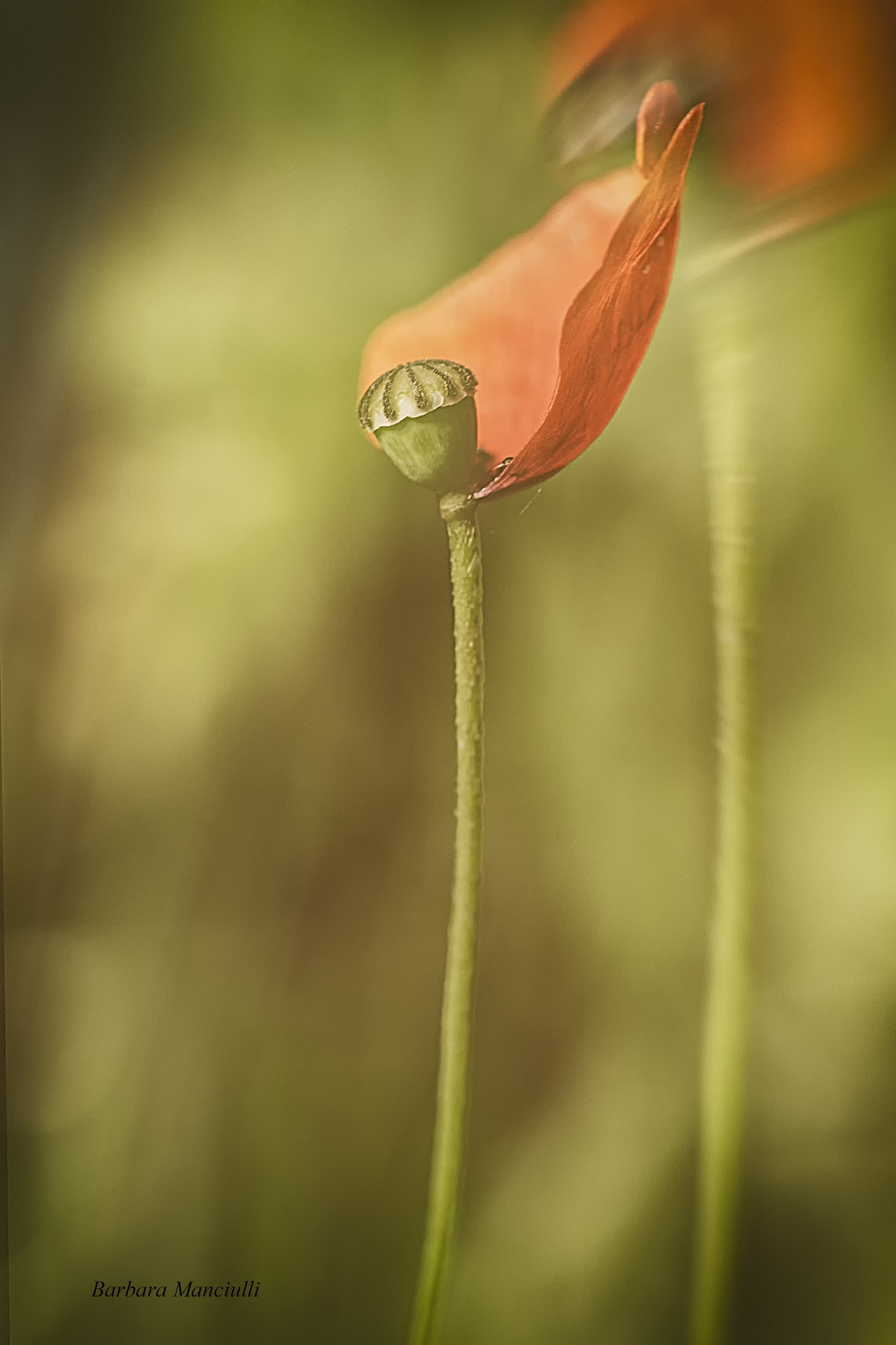 Sigma 150mm F2.8 EX DG OS Macro HSM sample photo. Unico photography