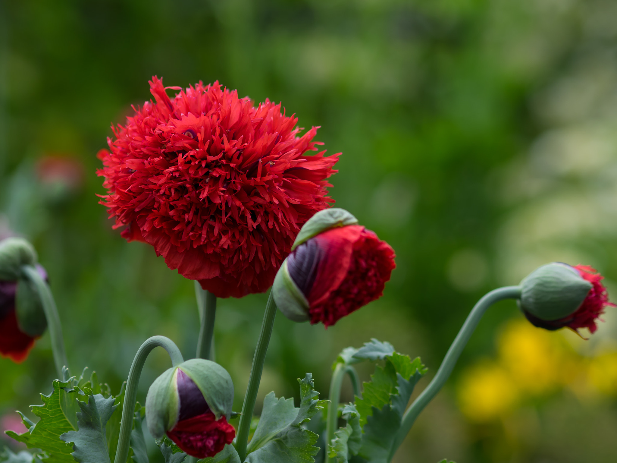 Olympus OM-D E-M1 + Olympus M.Zuiko Digital ED 75mm F1.8 sample photo. Filled poppy -  papaver paeoniflorum photography