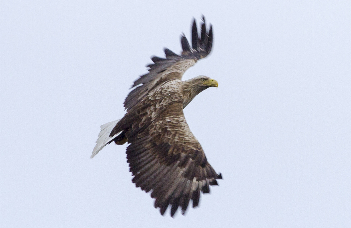 Canon EOS 7D + Canon EF 200mm F2.8L II USM sample photo. Eagles today on the blog. please visit http://sunny16.me photography