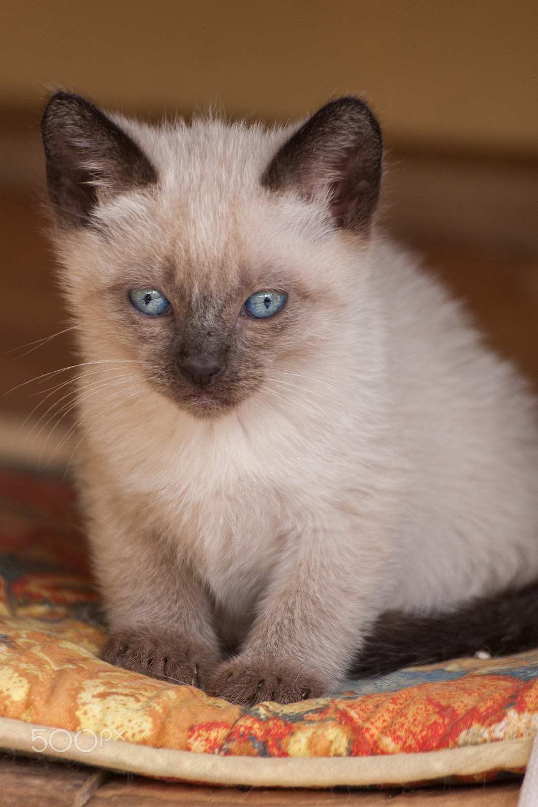 Sigma 70-300mm F4-5.6 APO DG Macro sample photo. Little cat photography