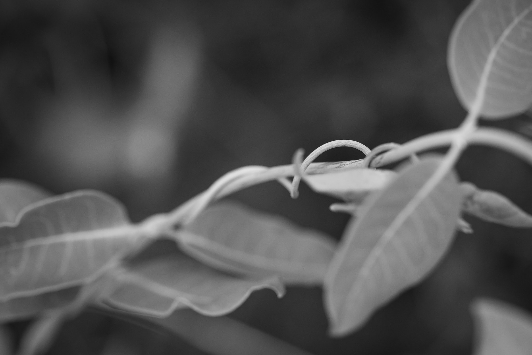 Canon EOS 500D (EOS Rebel T1i / EOS Kiss X3) sample photo. Curls in nature photography