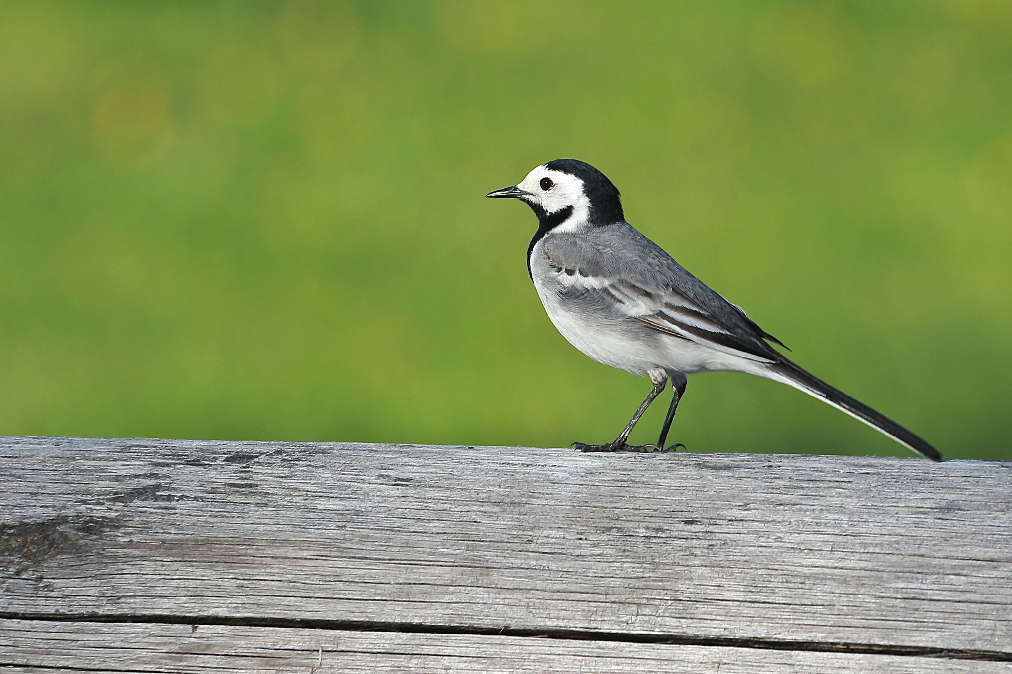 Canon EOS 650D (EOS Rebel T4i / EOS Kiss X6i) + Canon EF 70-200mm F4L USM sample photo. White wagtail photography