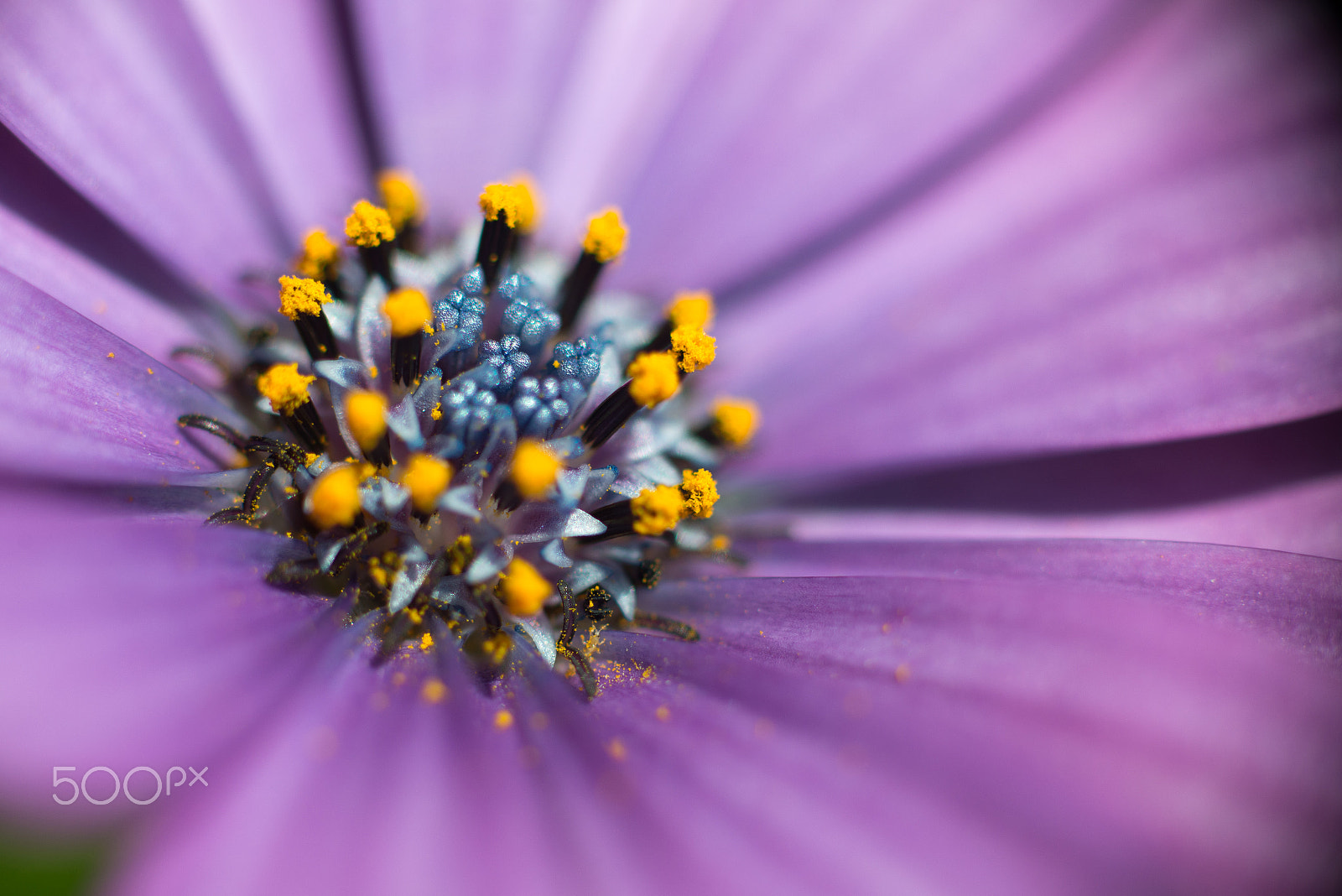 ZEISS Makro-Planar T* 100mm F2 sample photo. Flower photography