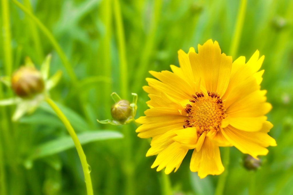 Canon EOS 50D + Canon EF 50mm F2.5 Macro sample photo. Just yellow photography