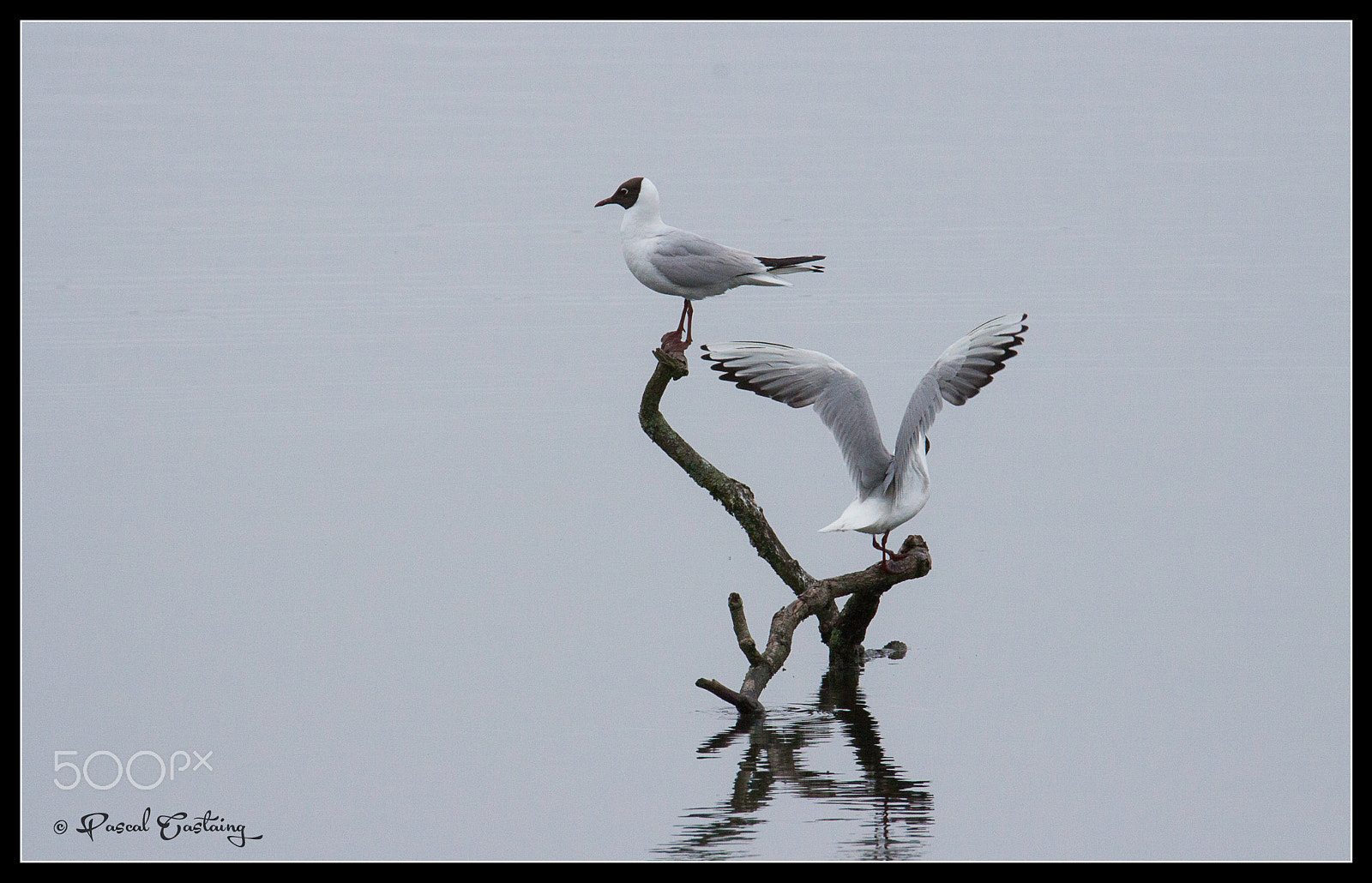 Tamron SP 150-600mm F5-6.3 Di VC USD sample photo. Landing & landing crash st quentin yvelines photography