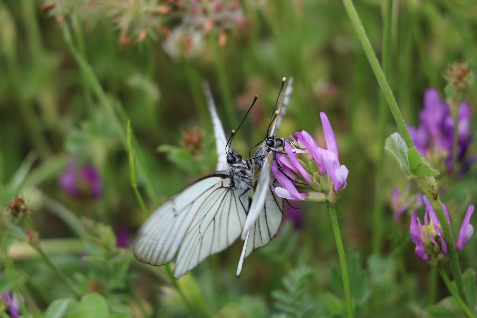 Canon EOS 750D (EOS Rebel T6i / EOS Kiss X8i) sample photo. Butterfly  photography