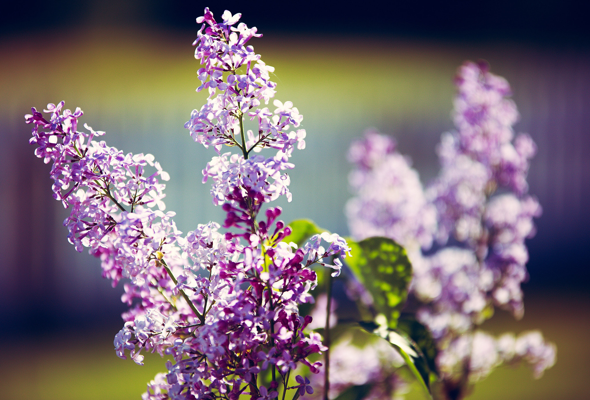 Sigma 70-200mm F2.8 EX DG OS HSM sample photo. Lilac photography