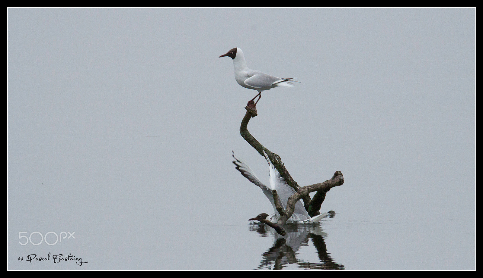 Tamron SP 150-600mm F5-6.3 Di VC USD sample photo. Landing & landing crash st quentin yvelines photography