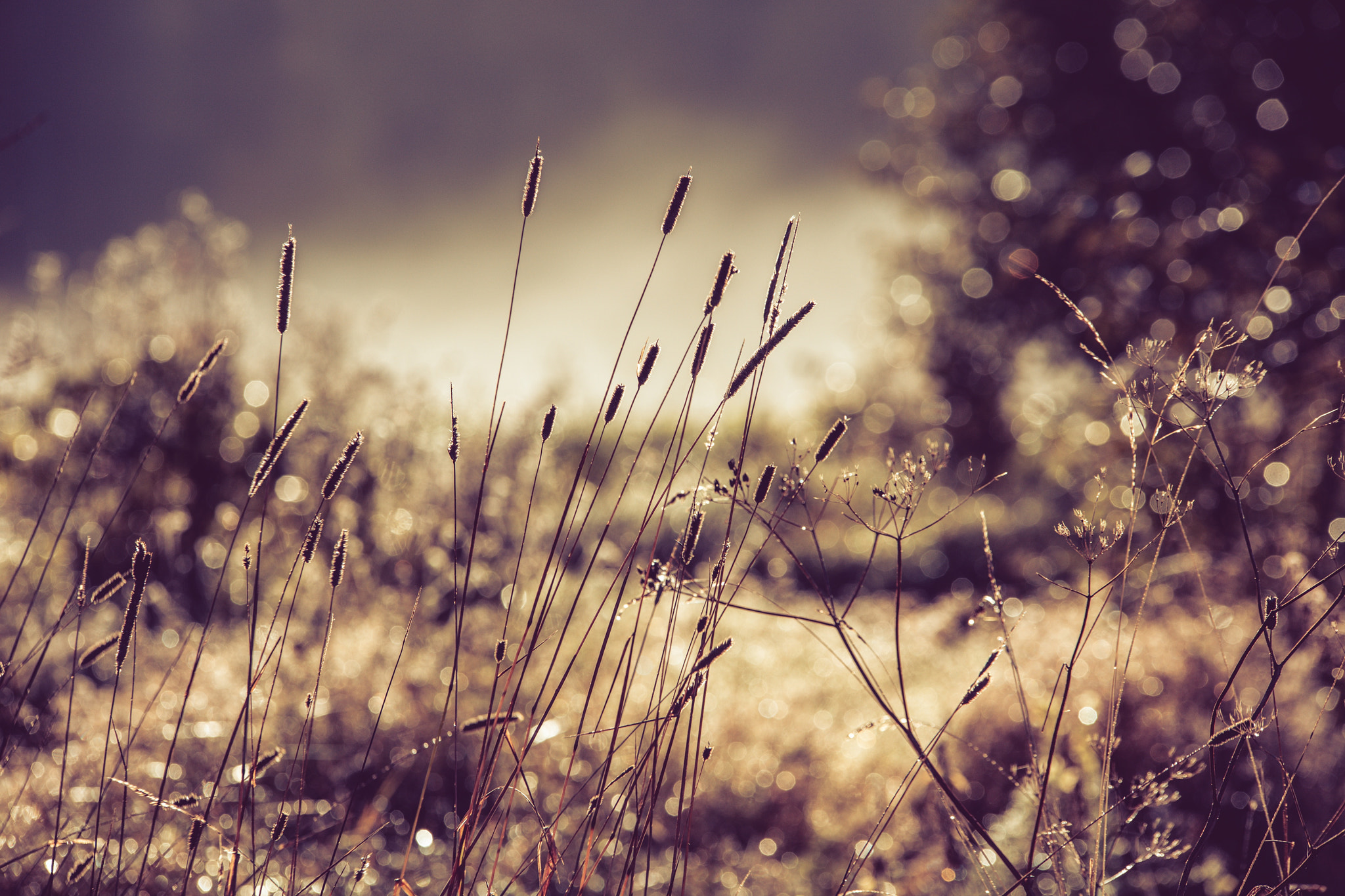 Sigma 70-200mm F2.8 EX DG OS HSM sample photo. Morning grass photography