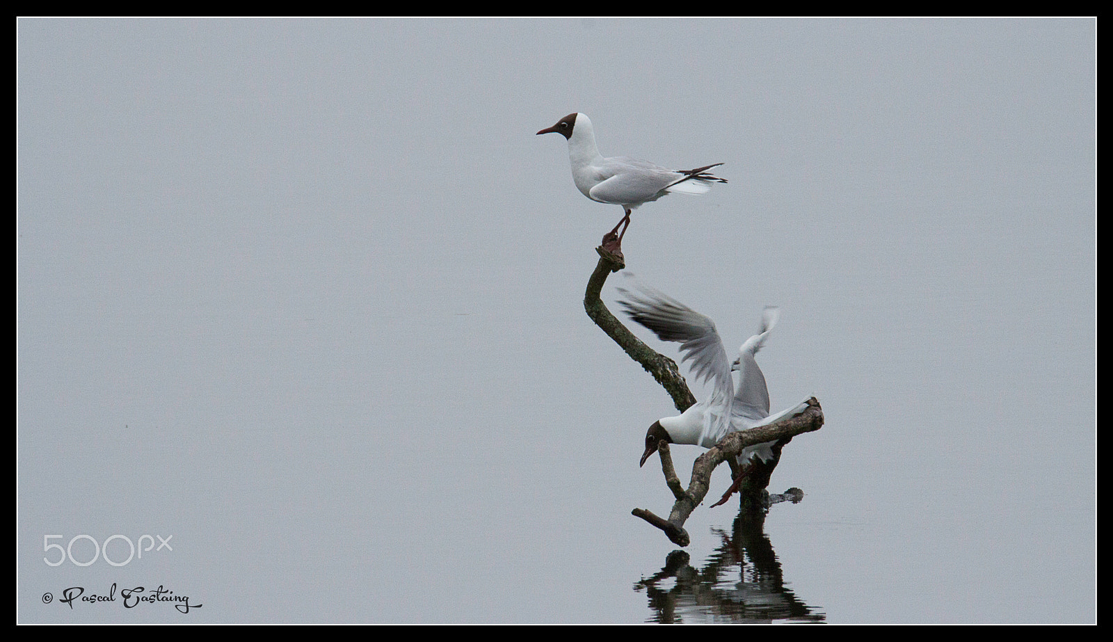 Tamron SP 150-600mm F5-6.3 Di VC USD sample photo. Landing & landing crash st quentin yvelines photography