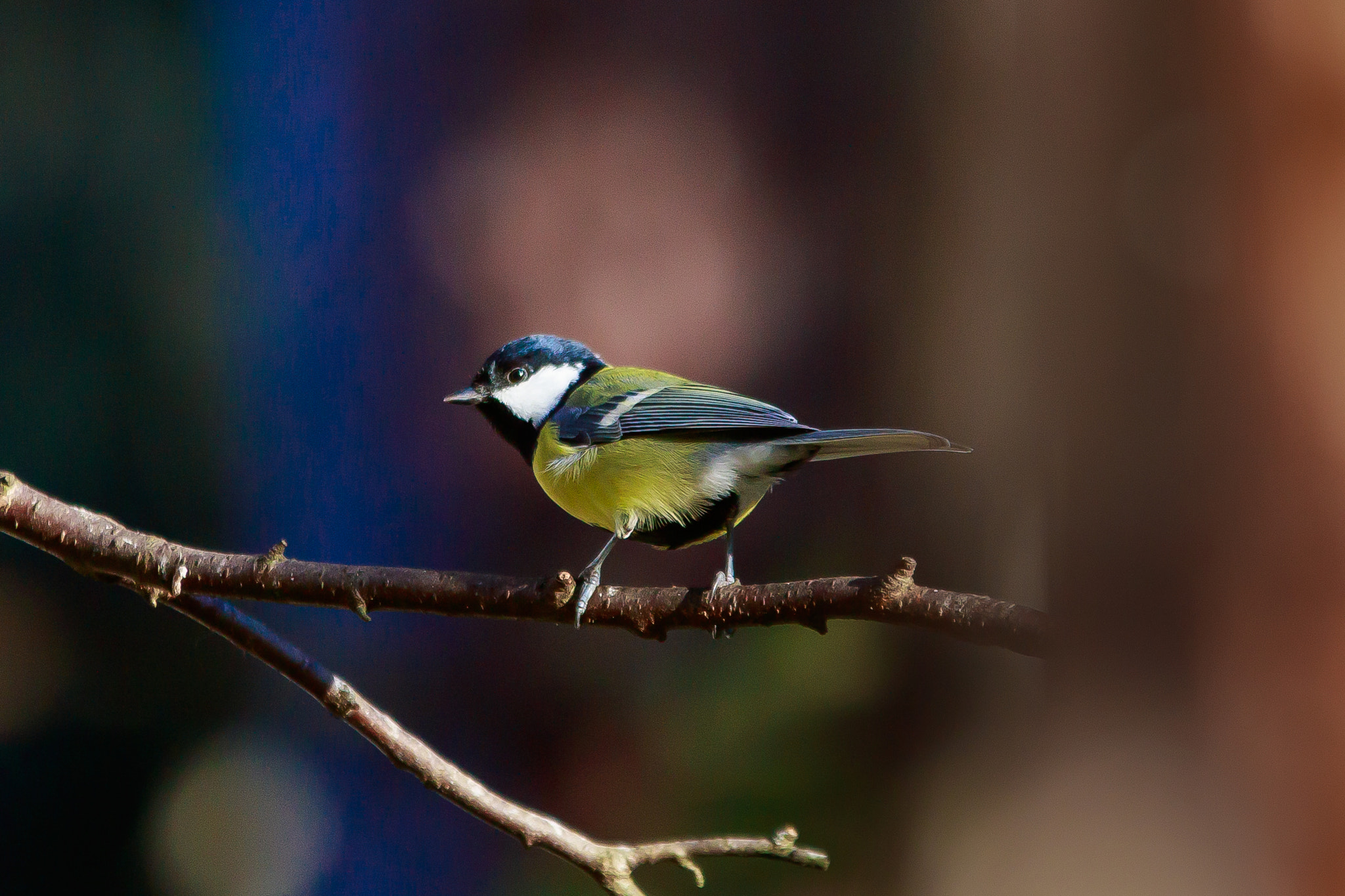 Sigma 70-200mm F2.8 EX DG OS HSM sample photo. Bird photography
