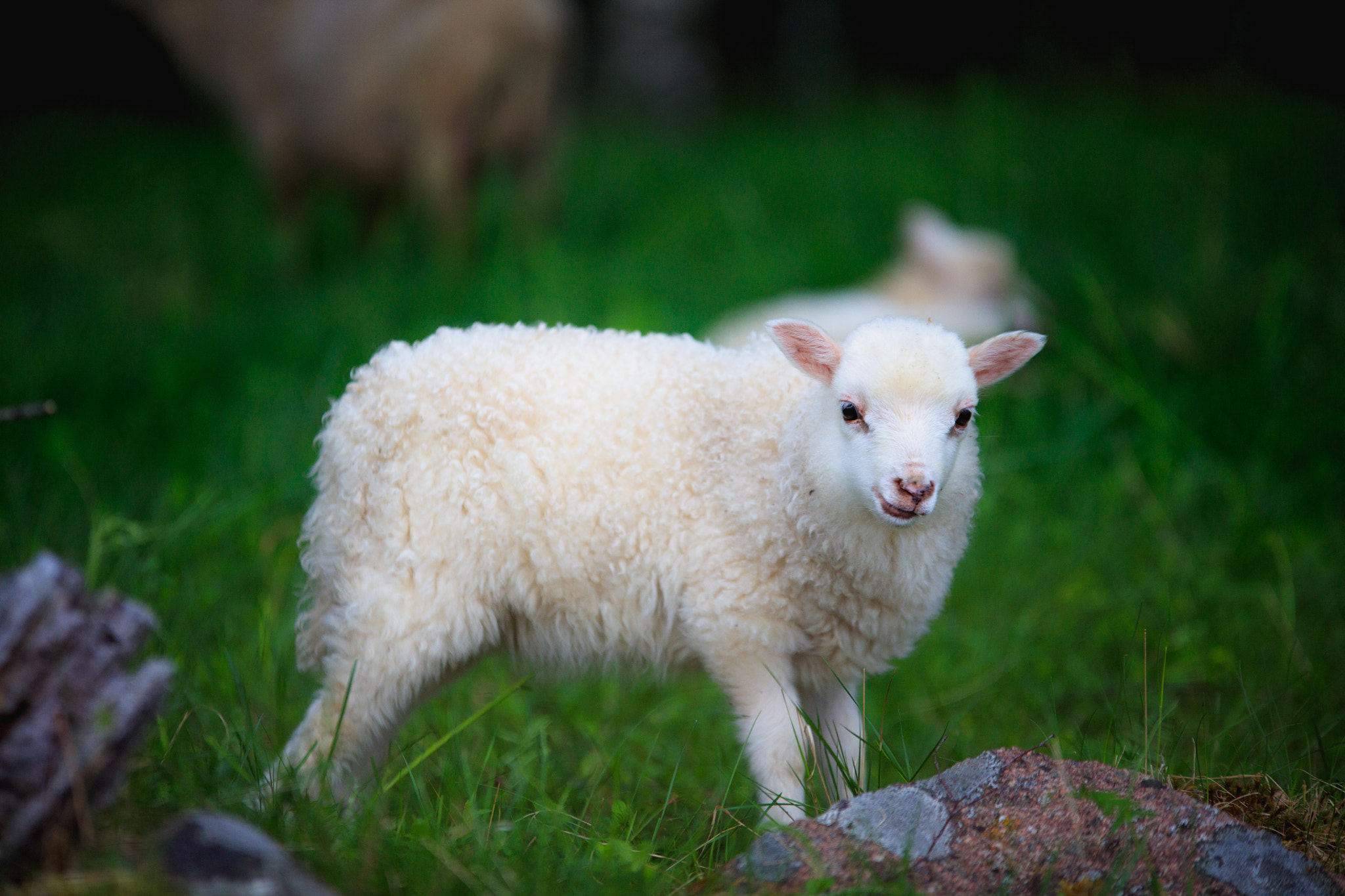 Sigma 70-200mm F2.8 EX DG OS HSM sample photo. Smirky lamb photography