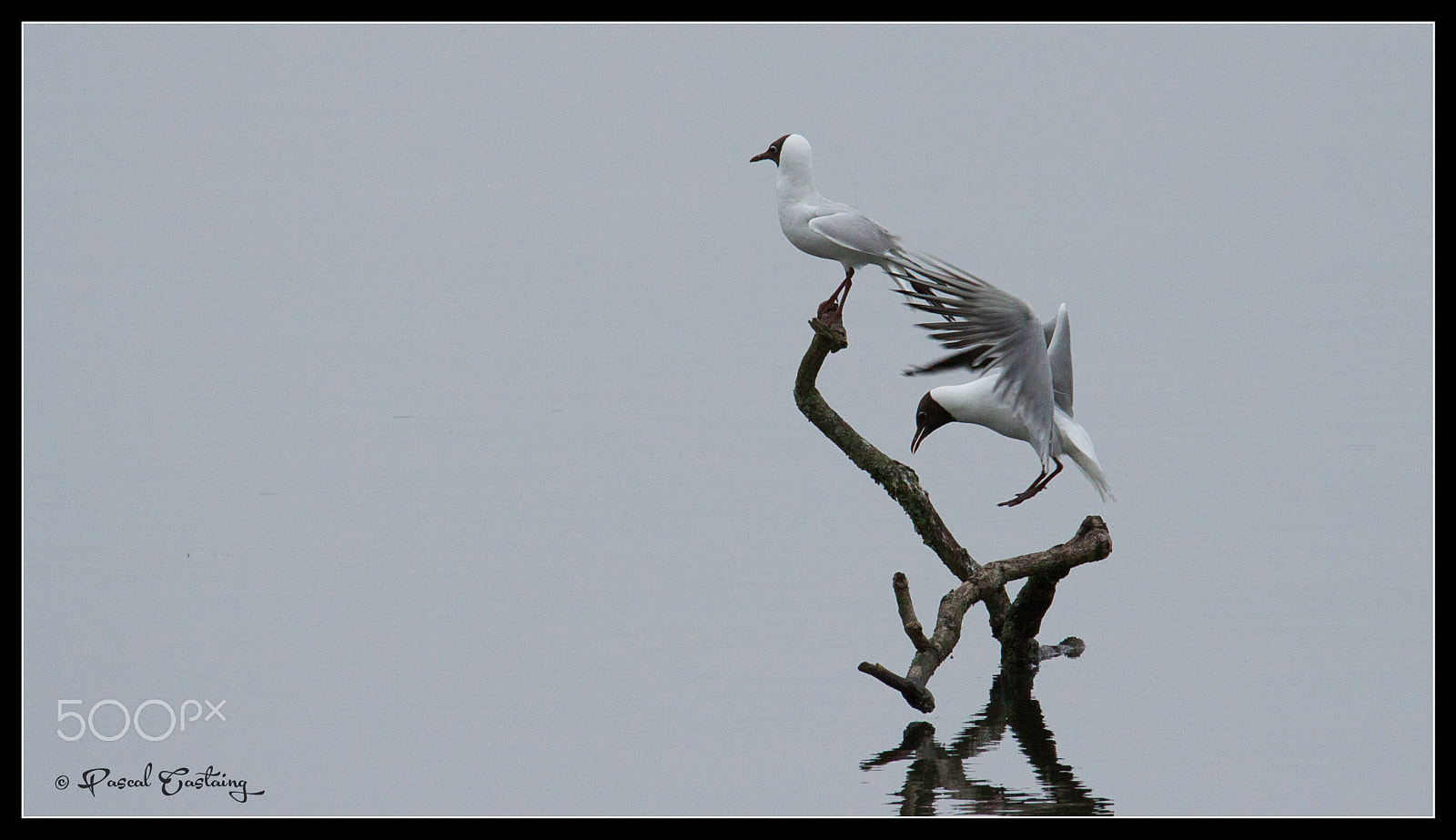 Tamron SP 150-600mm F5-6.3 Di VC USD sample photo. Landing & landing crash st quentin yvelines photography