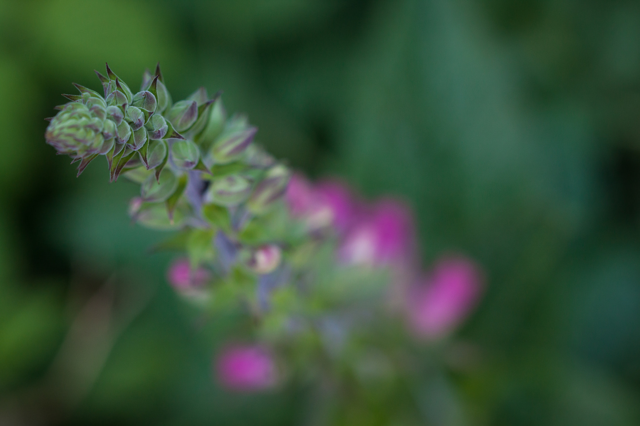 Canon EOS 500D (EOS Rebel T1i / EOS Kiss X3) sample photo. Flowertop photography