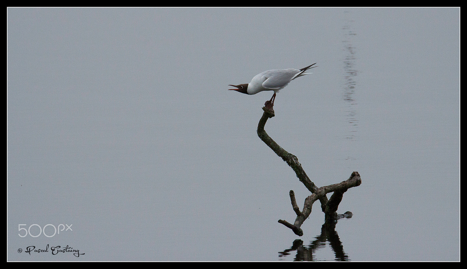 Tamron SP 150-600mm F5-6.3 Di VC USD sample photo. Landing & landing crash st quentin yvelines photography