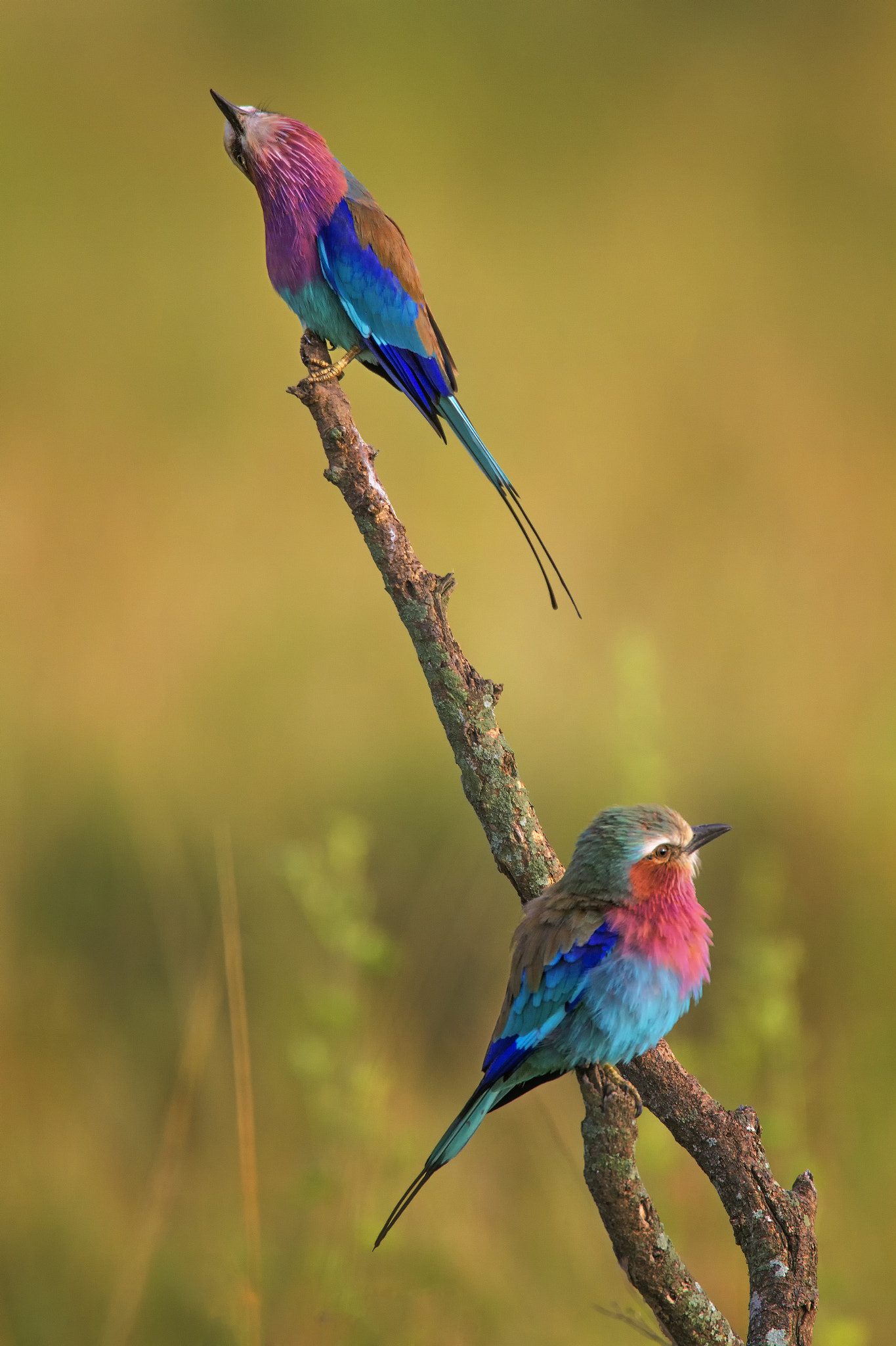 Canon EOS 7D + Canon EF 500mm F4L IS USM sample photo. Lilac duet photography