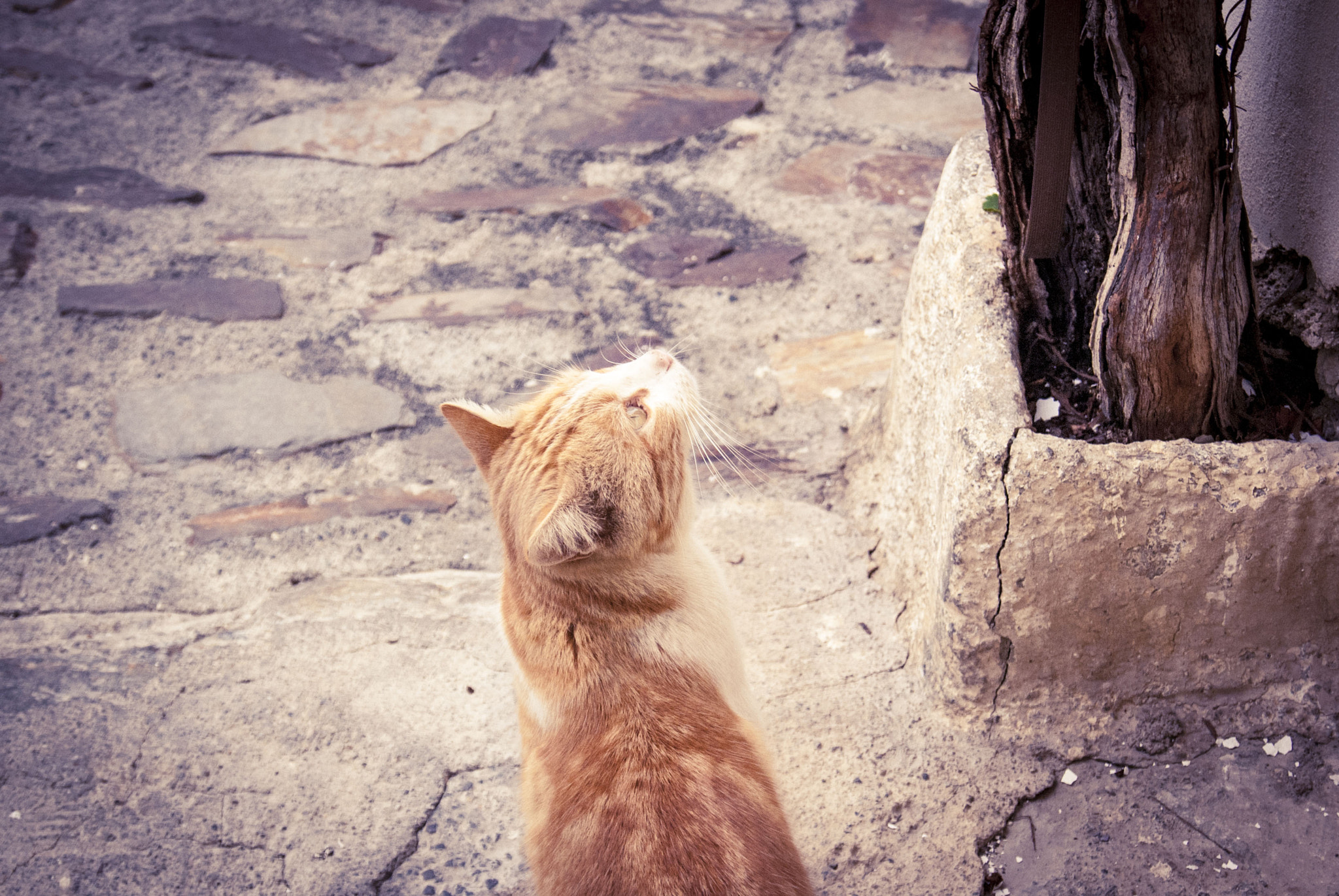 Sony Alpha DSLR-A230 + Sony DT 18-55mm F3.5-5.6 SAM sample photo. Miau photography
