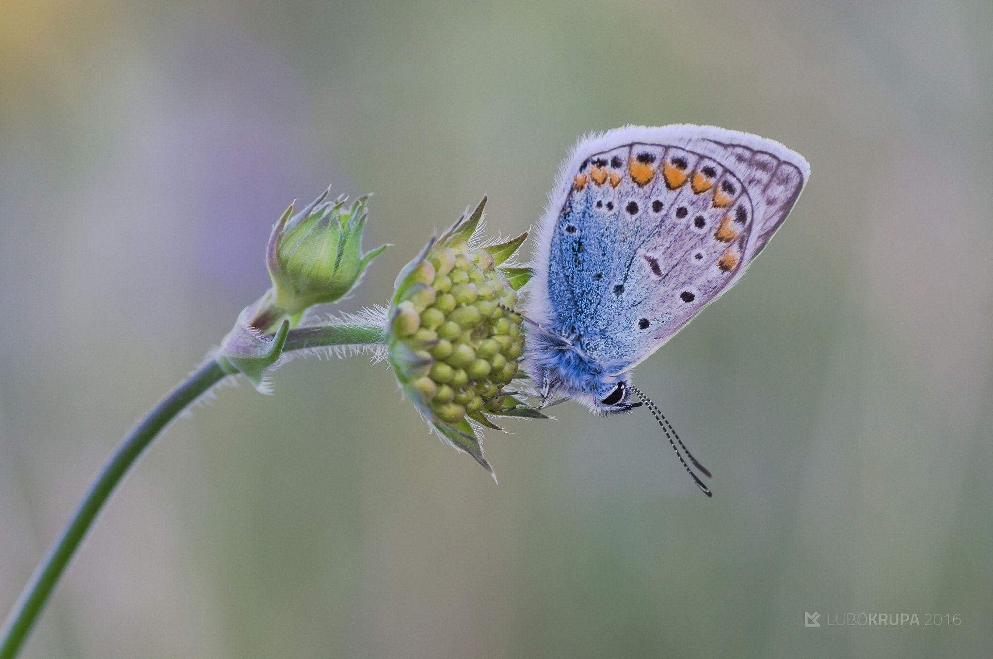 Pentax K-r + Tamron SP AF 90mm F2.8 Di Macro sample photo. Polyommatus icarus photography