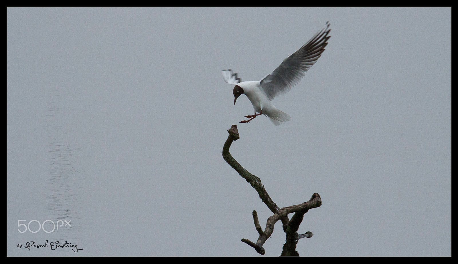 Tamron SP 150-600mm F5-6.3 Di VC USD sample photo. Landing & landing crash st quentin yvelines photography