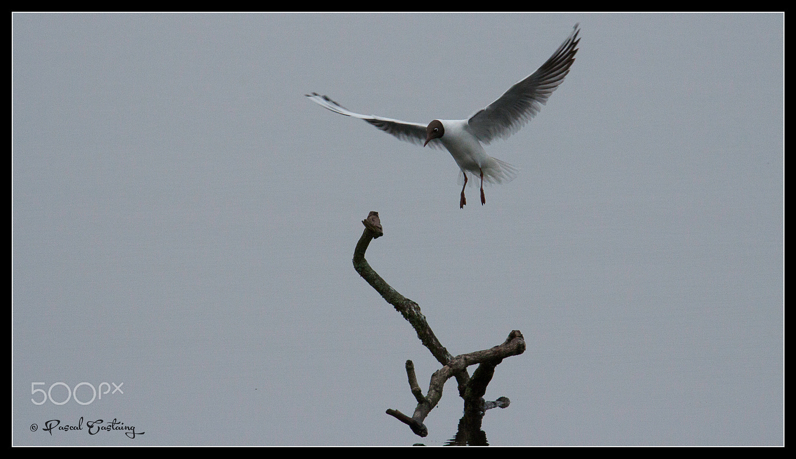 Tamron SP 150-600mm F5-6.3 Di VC USD sample photo. Landing & landing crash st quentin yvelines photography
