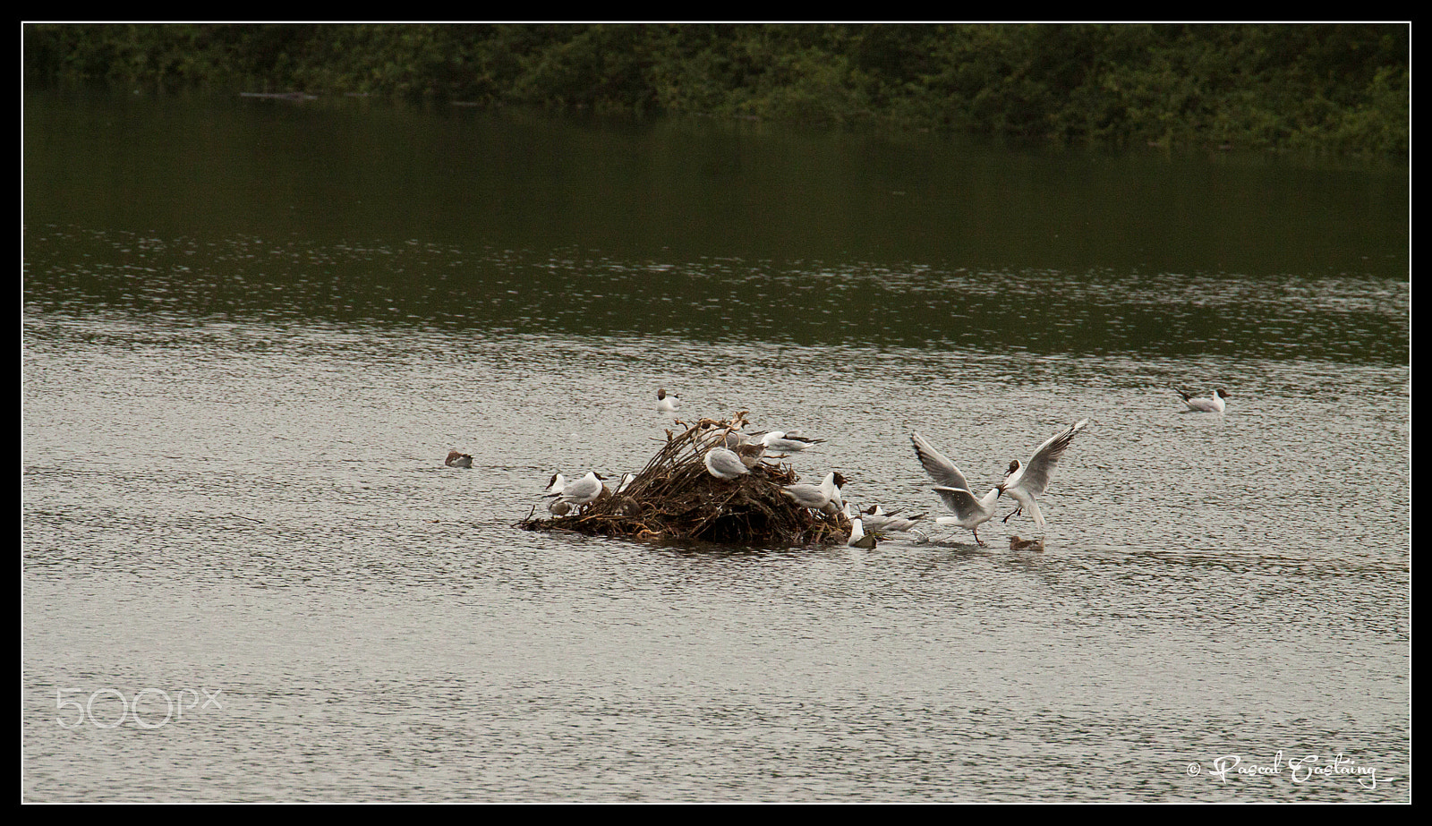 Tamron SP 150-600mm F5-6.3 Di VC USD sample photo. Seaguls st quentin yvelines photography