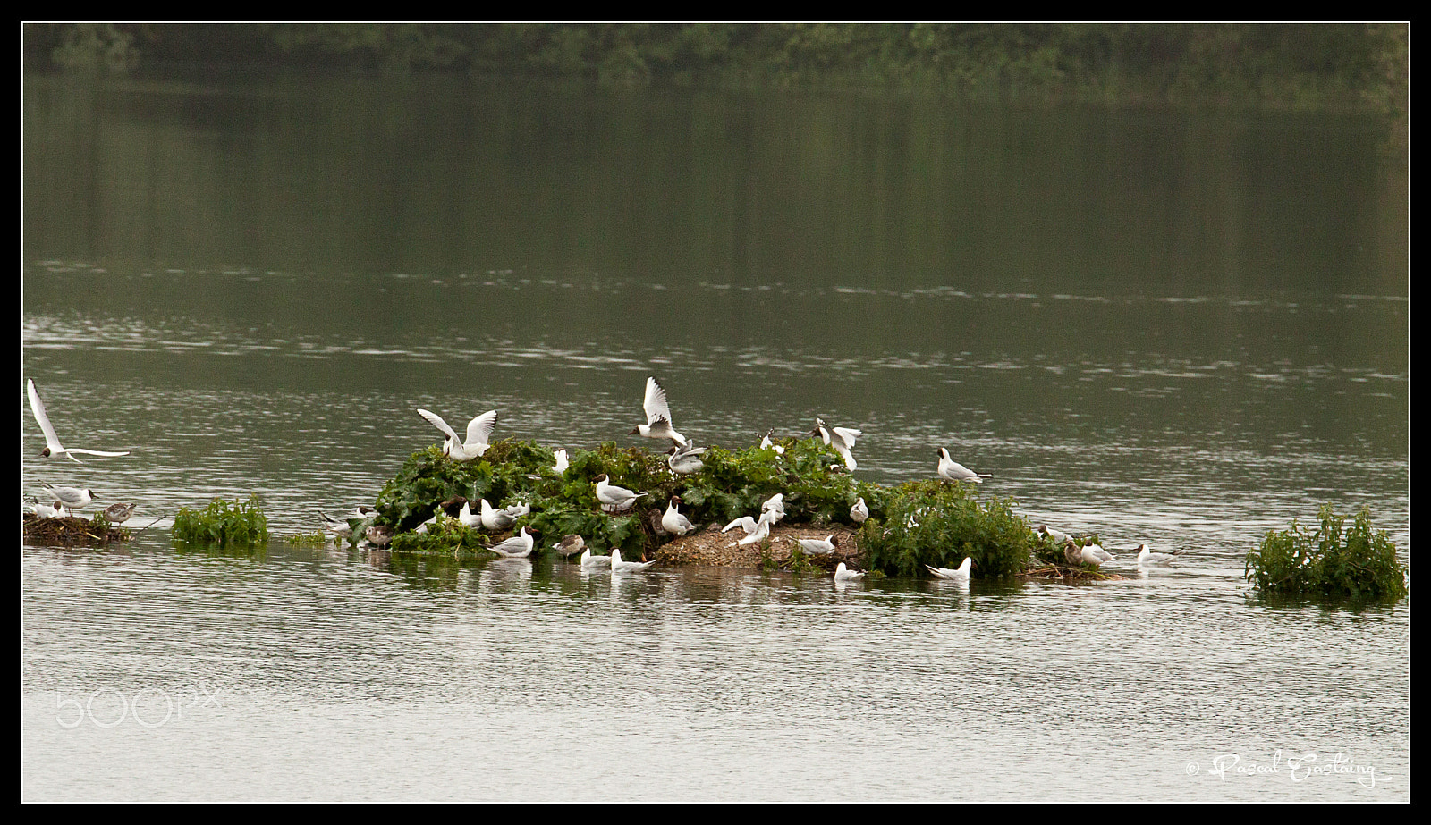 Tamron SP 150-600mm F5-6.3 Di VC USD sample photo. Seaguls st quentin yvelines photography