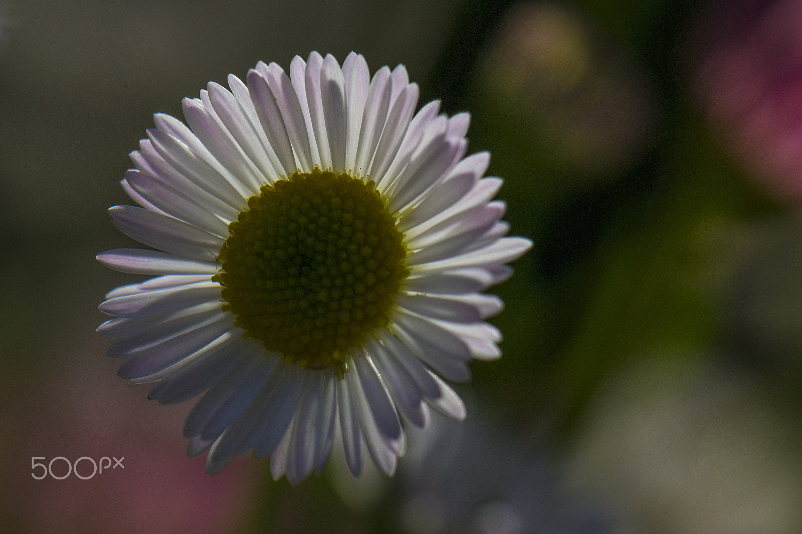 Nikon AF-S DX Micro-Nikkor 85mm F3.5G ED VR sample photo. Backlight 2 photography
