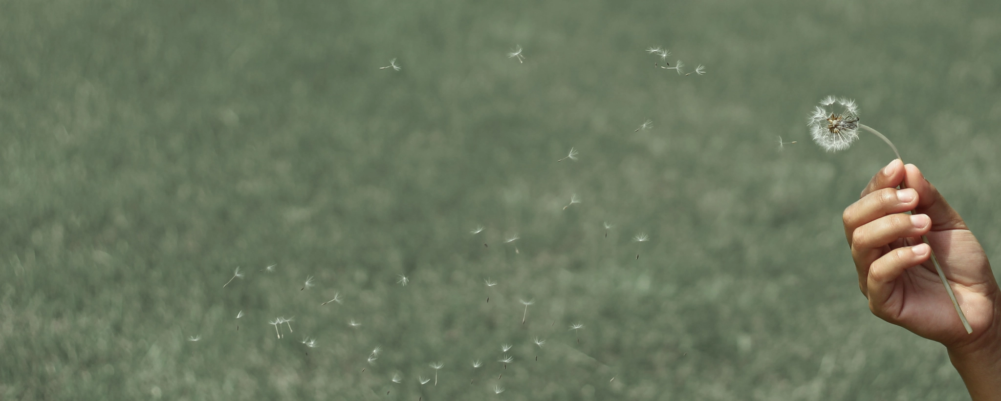 Canon EOS 100D (EOS Rebel SL1 / EOS Kiss X7) + Canon EF 50mm F1.8 II sample photo. Blown dandelion photography