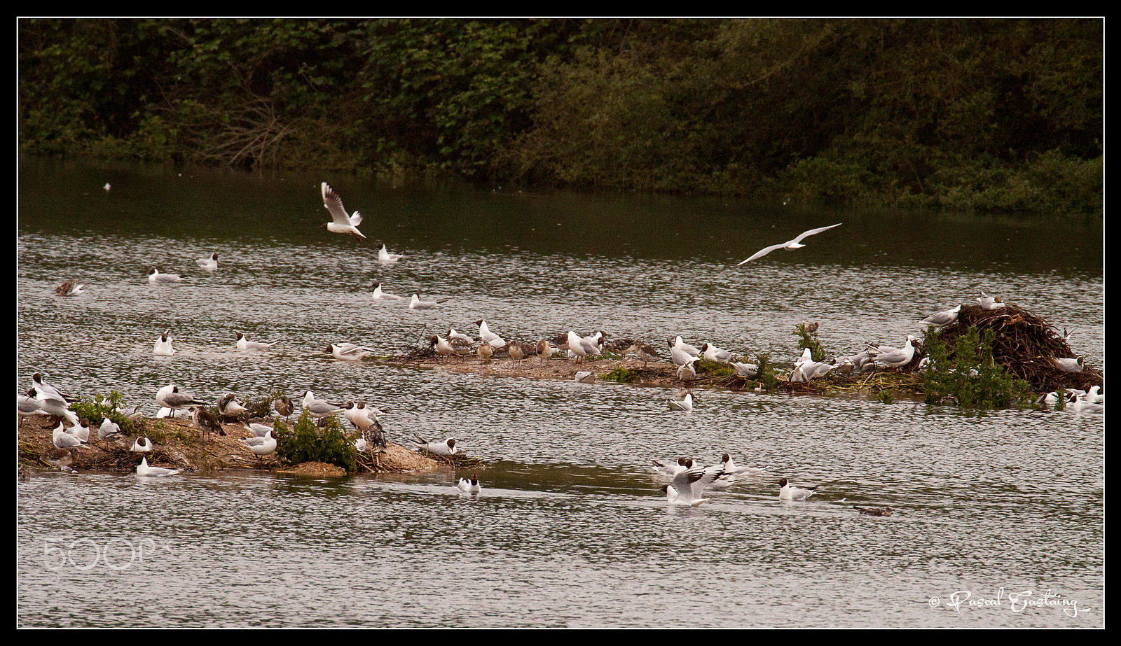 Tamron SP 150-600mm F5-6.3 Di VC USD sample photo. Seagulls st quentin yvelines photography