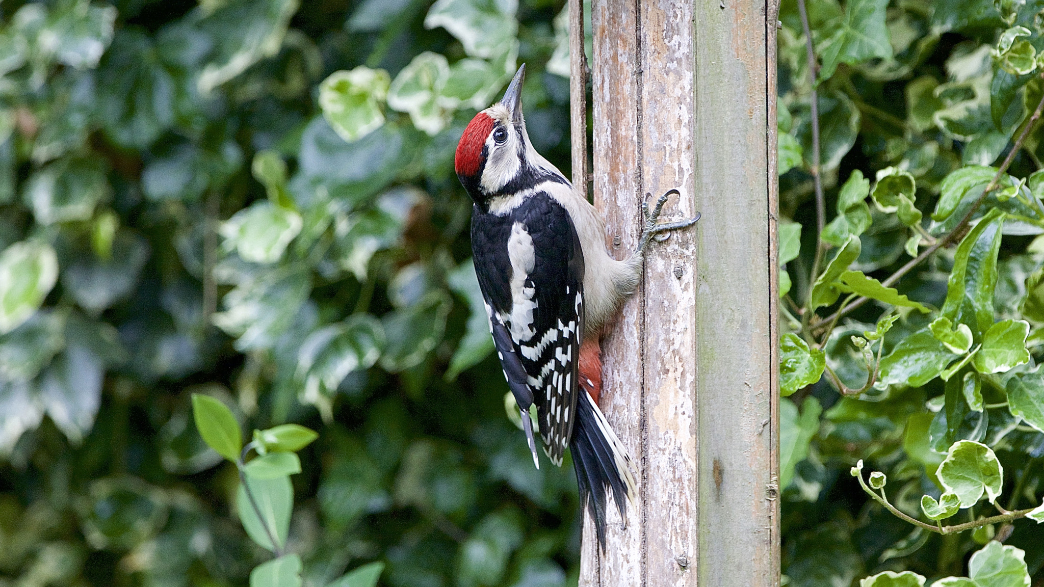 Canon EOS-1Ds Mark III + Canon EF 300mm F2.8L IS USM sample photo. Woodpecker. photography