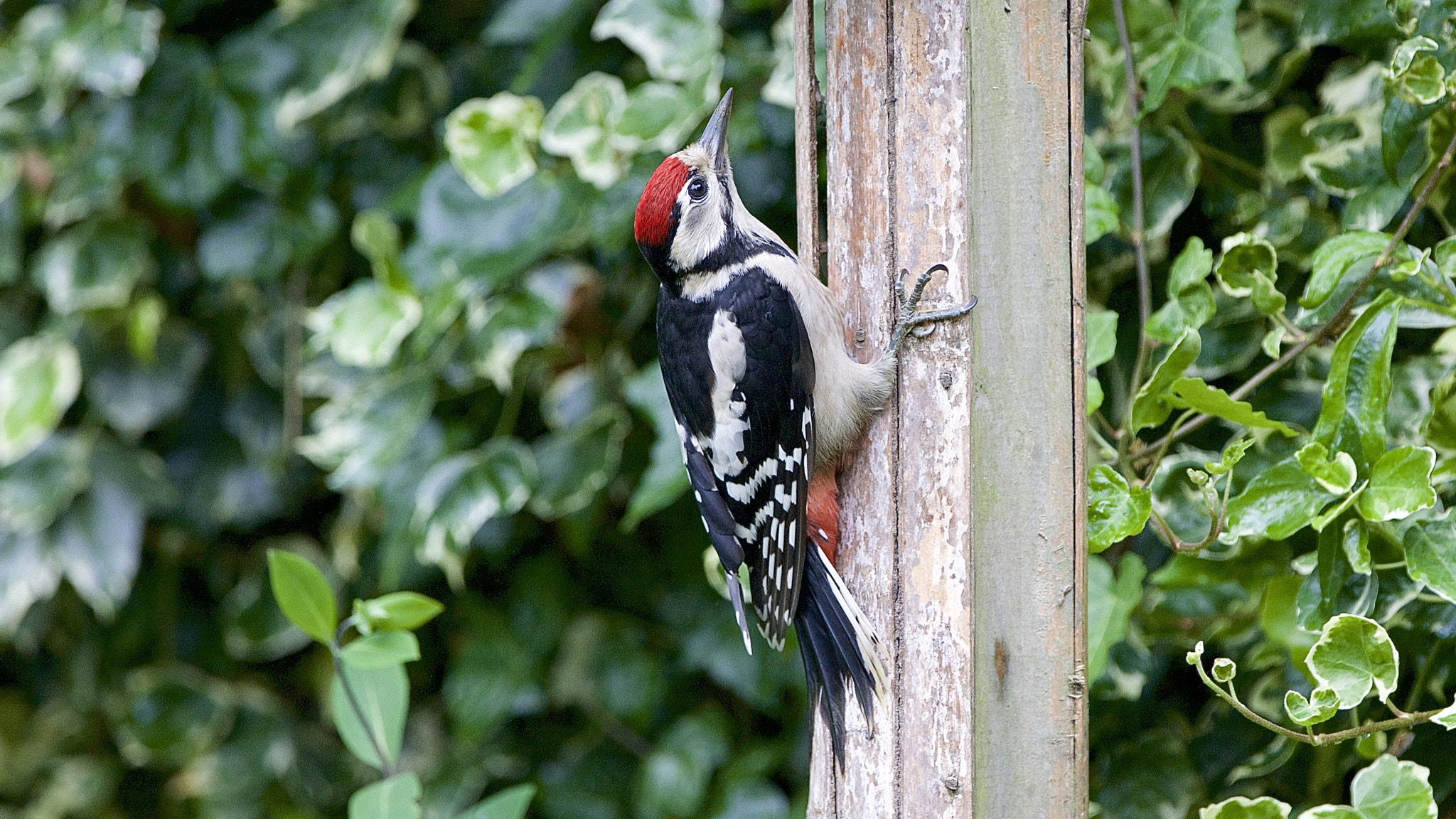 Canon EF 300mm F2.8L IS USM sample photo. Woodpecker. photography
