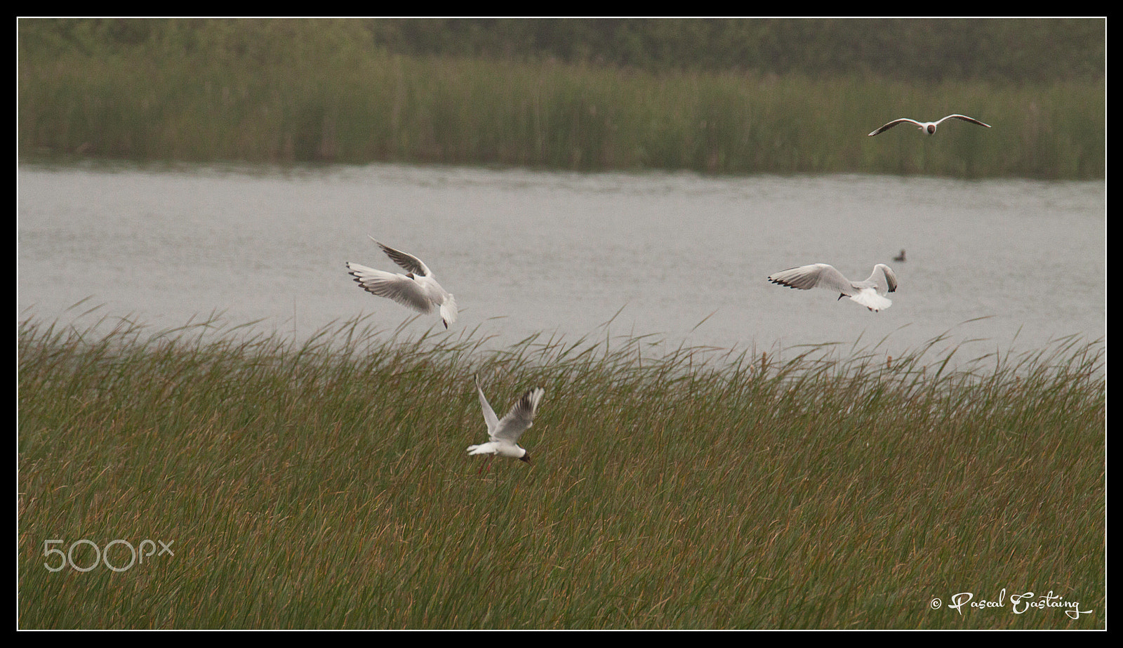 Tamron SP 150-600mm F5-6.3 Di VC USD sample photo. Seagulls st quentin yvelines photography