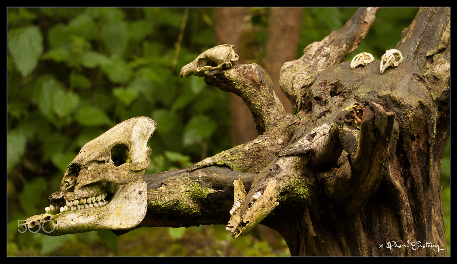 Tamron SP 150-600mm F5-6.3 Di VC USD sample photo. Voodoo st quentin yvelines photography