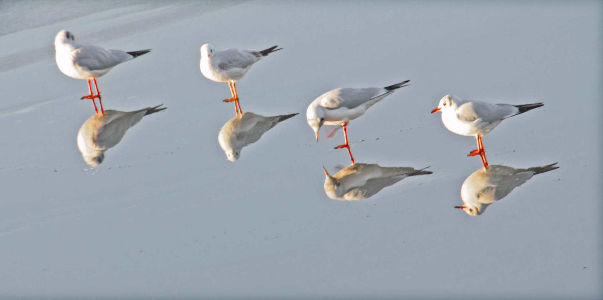 Canon EOS 450D (EOS Rebel XSi / EOS Kiss X2) sample photo. Seagulls.jpg photography