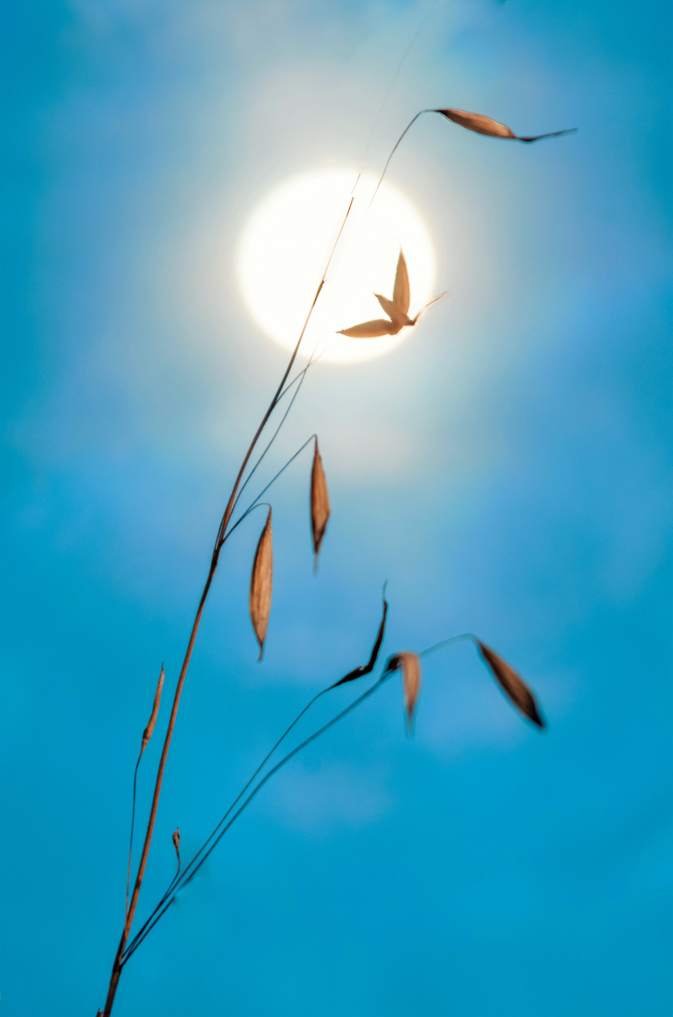 Pentax K-30 + smc PENTAX-F 35-105mm F4-5.6 sample photo. Wild  oats or a bird? photography