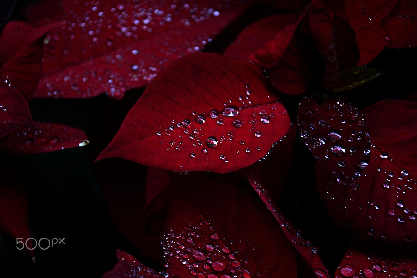 Nikon D7100 + Sigma 10mm F2.8 EX DC HSM Diagonal Fisheye sample photo. Dew drop jewels on red photography