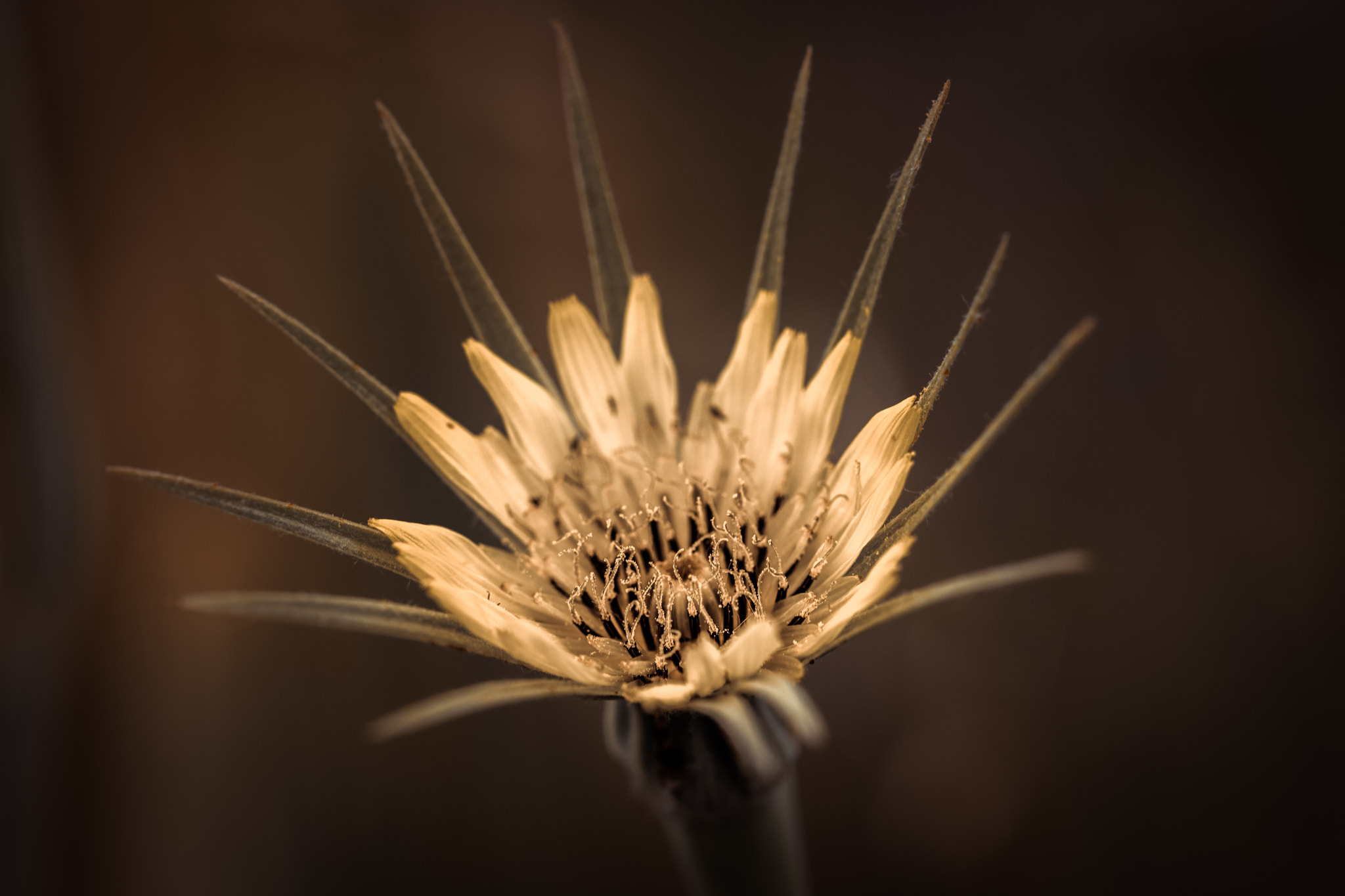 Sony a99 II + 105mm F2.8 sample photo. Flower photography