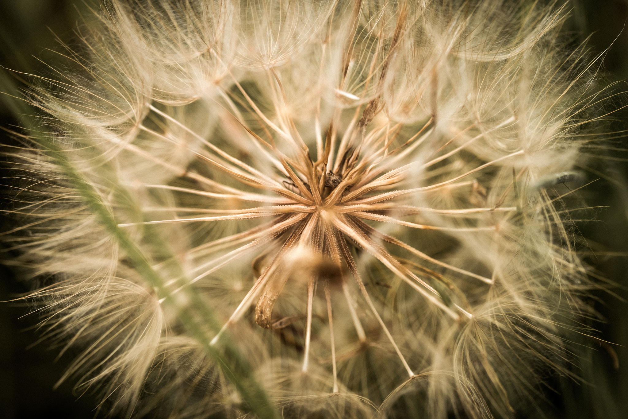 Sony a99 II + 105mm F2.8 sample photo. Beautiful plant photography