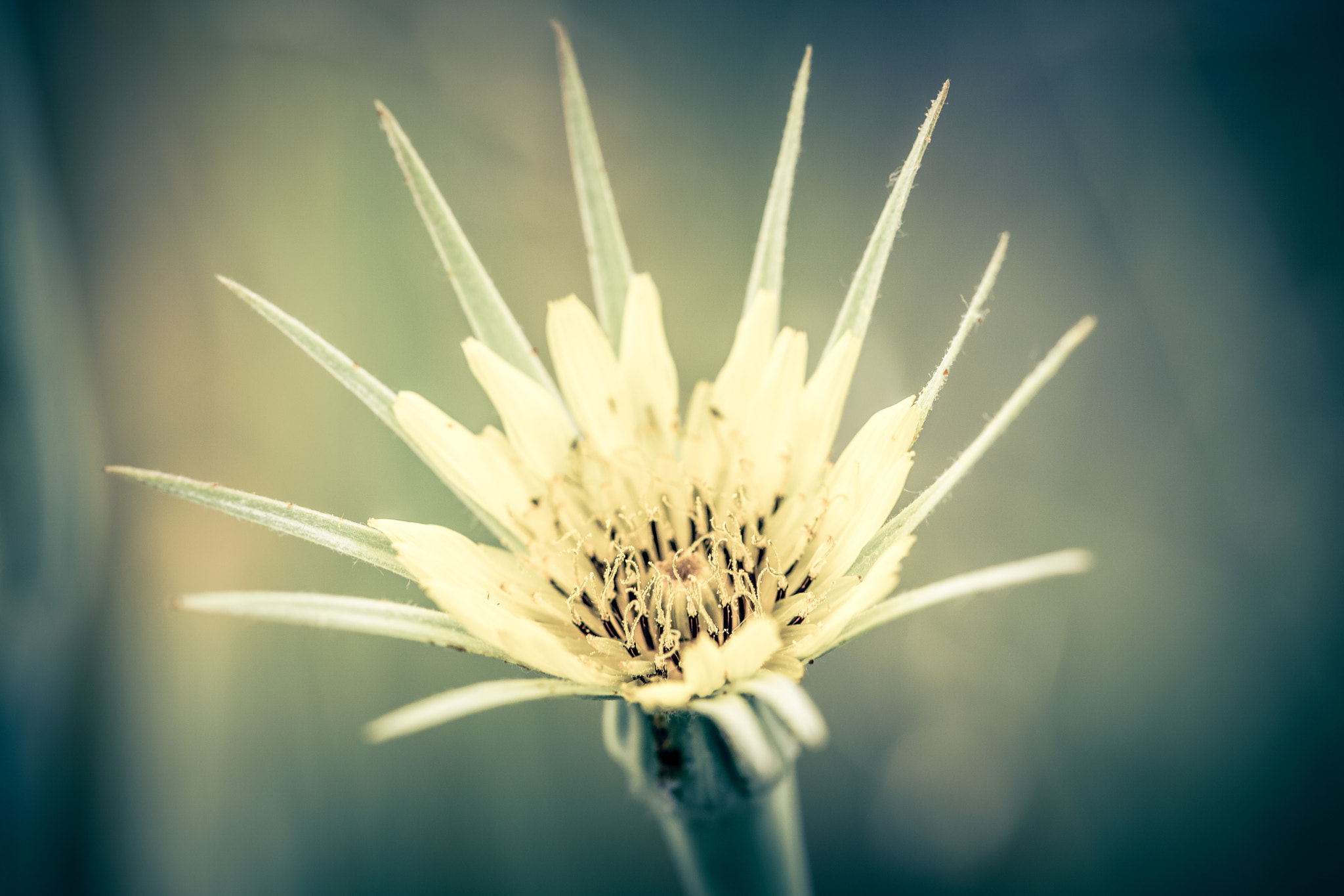 Sony a99 II + 105mm F2.8 sample photo. Flower photography