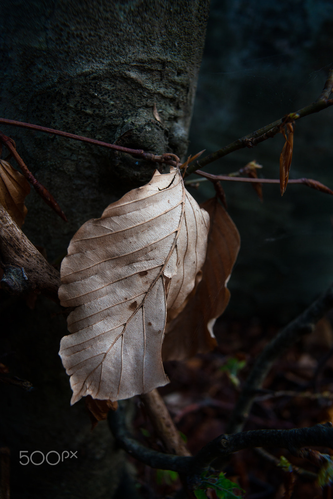 Nikon D800E sample photo. Memory of the winter photography