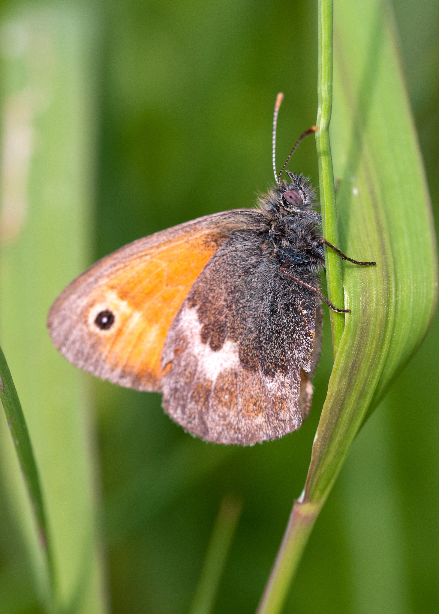 Sigma 105mm F2.8 EX DG OS HSM sample photo. Small heath photography