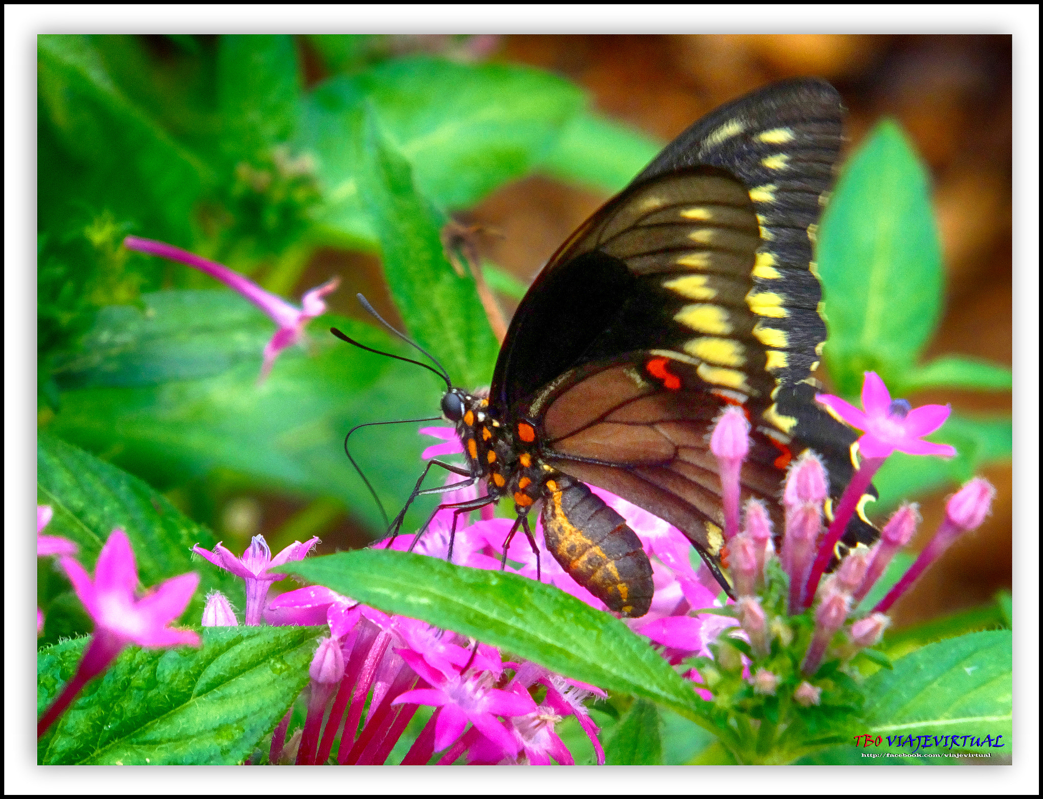 Fujifilm FinePix F850EXR sample photo. Butterfly. polydamas swallowtail.battus polidamas. photography