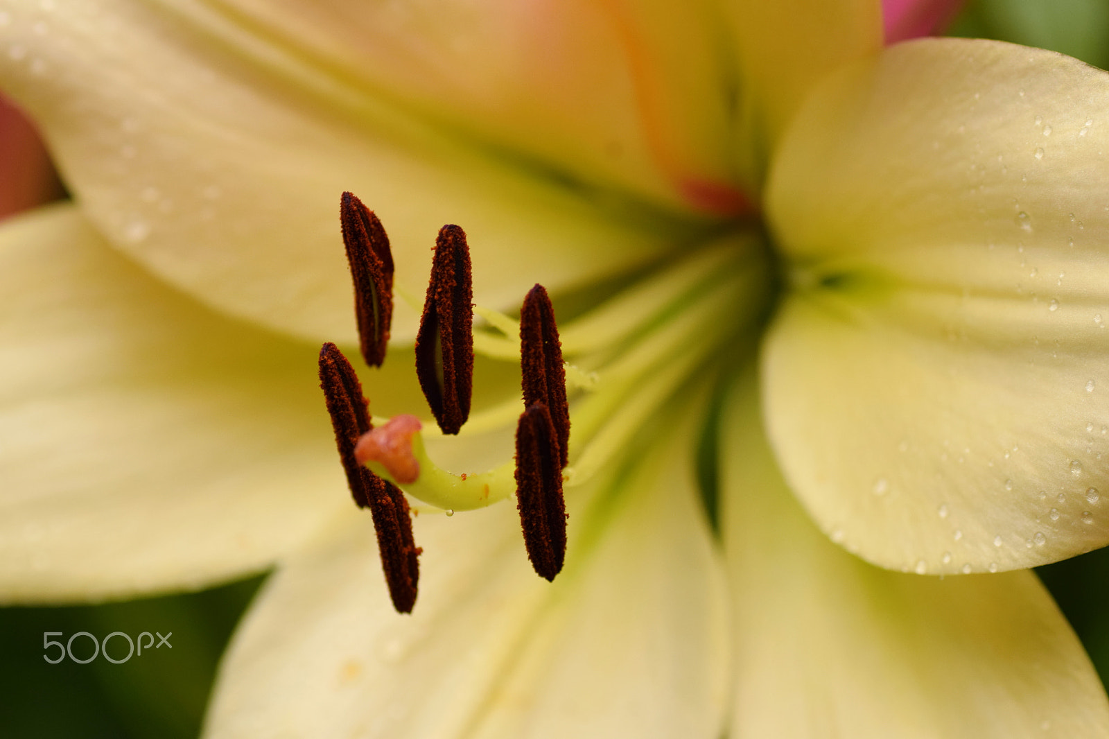 Nikon D5300 + Tamron SP 90mm F2.8 Di VC USD 1:1 Macro sample photo. Lily photography